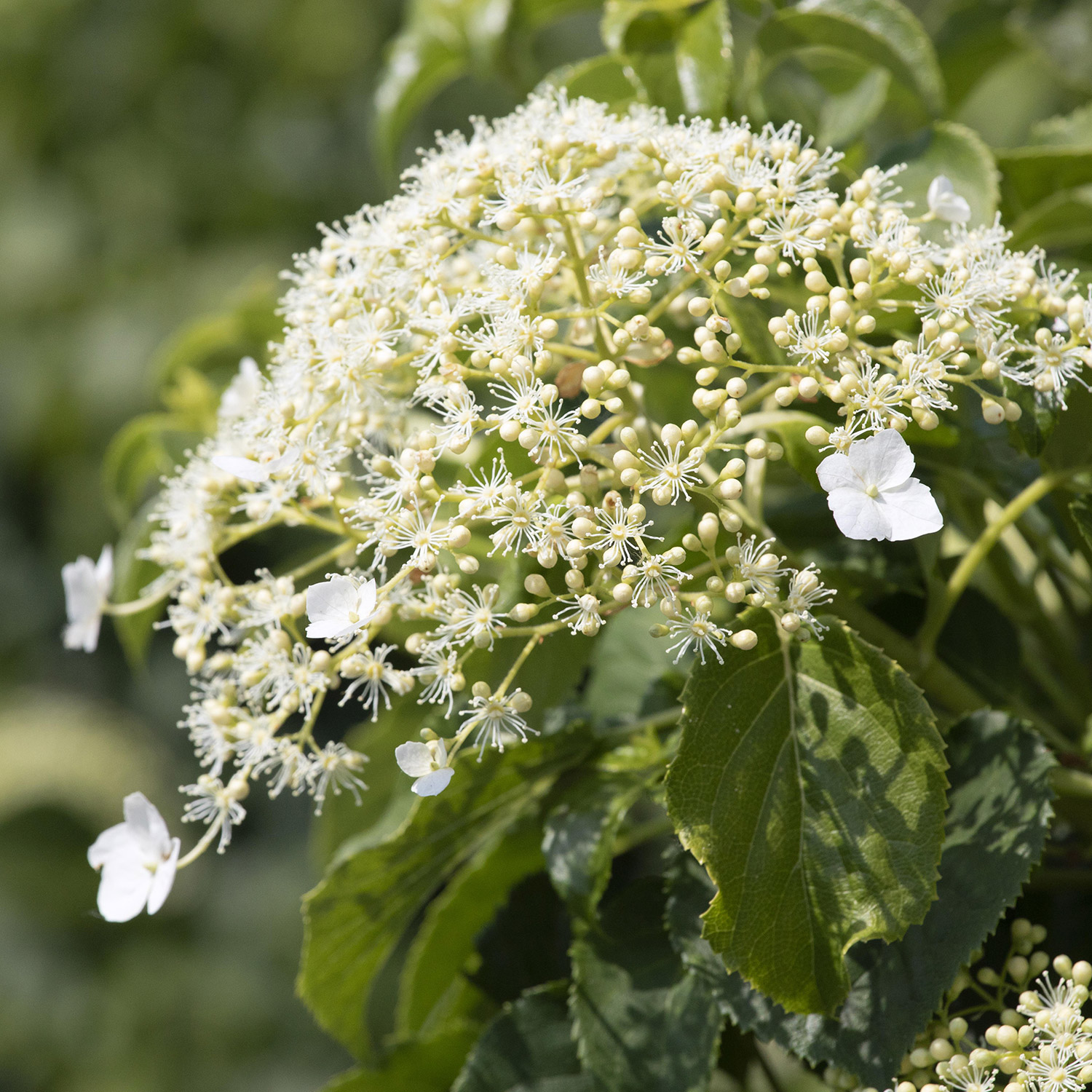 Kletterhortensie Kletterhortensie