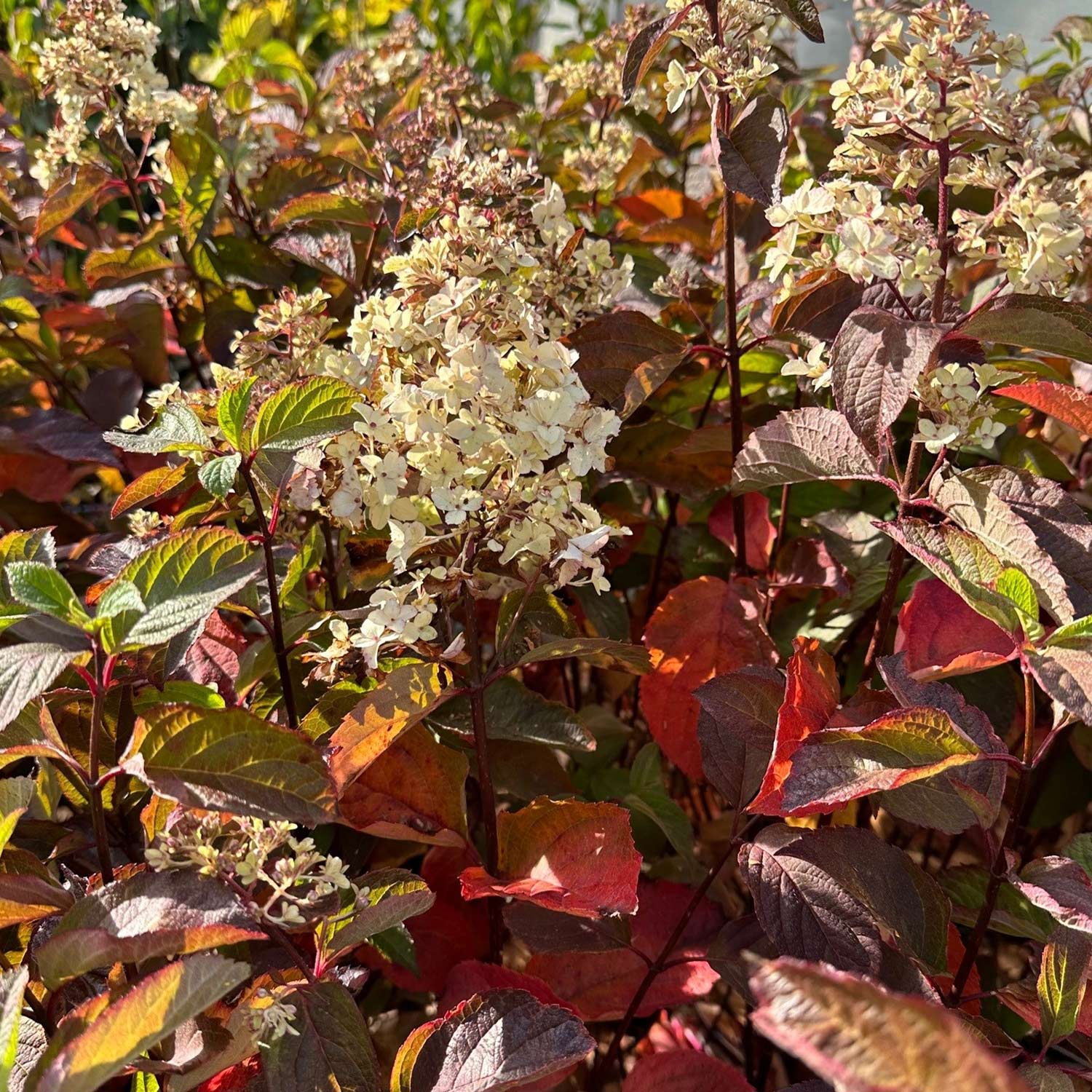 Rispenhortensie 'Fraise Melba®' 0,5 Liter, 10 - 30 cm Liefergröße: 10 - 30 cm