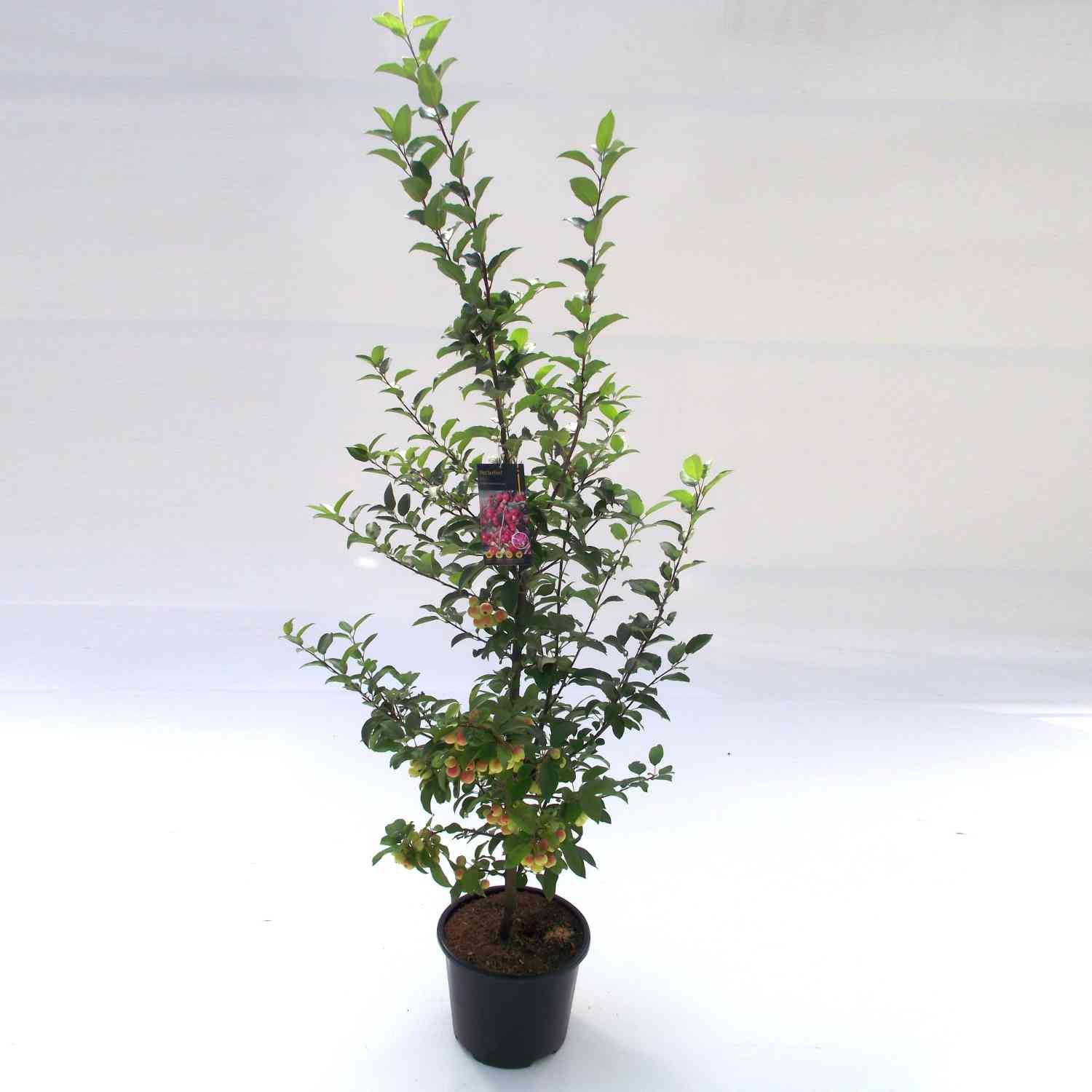 Zierapfel 'Red Sentinel'