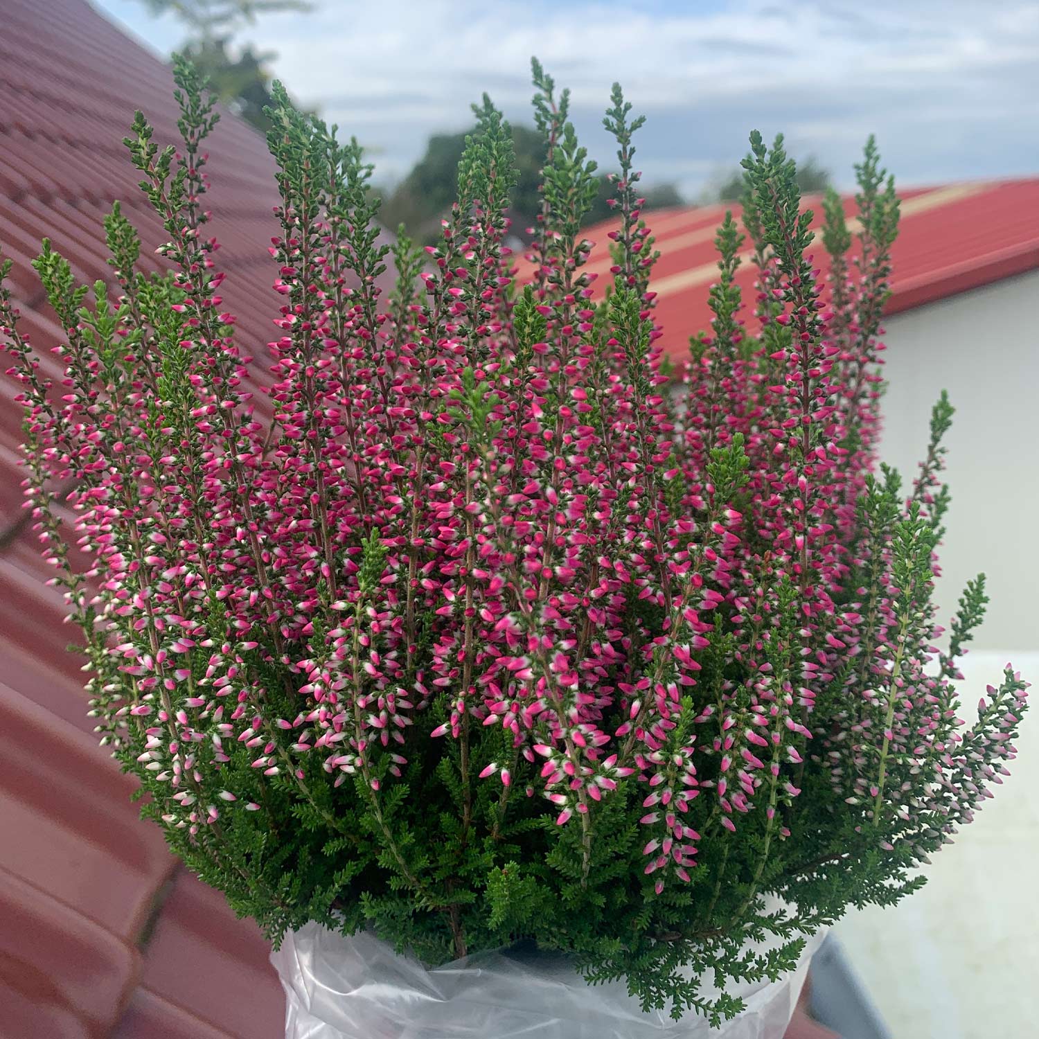 Kategorie <b>Produkt ohne Kategoriezuordnung </b> - Knospenheide 'Franca' (Garden Girls®) Lieferform: im 10,5 cm Topf - Calluna vulgaris 'Franca'