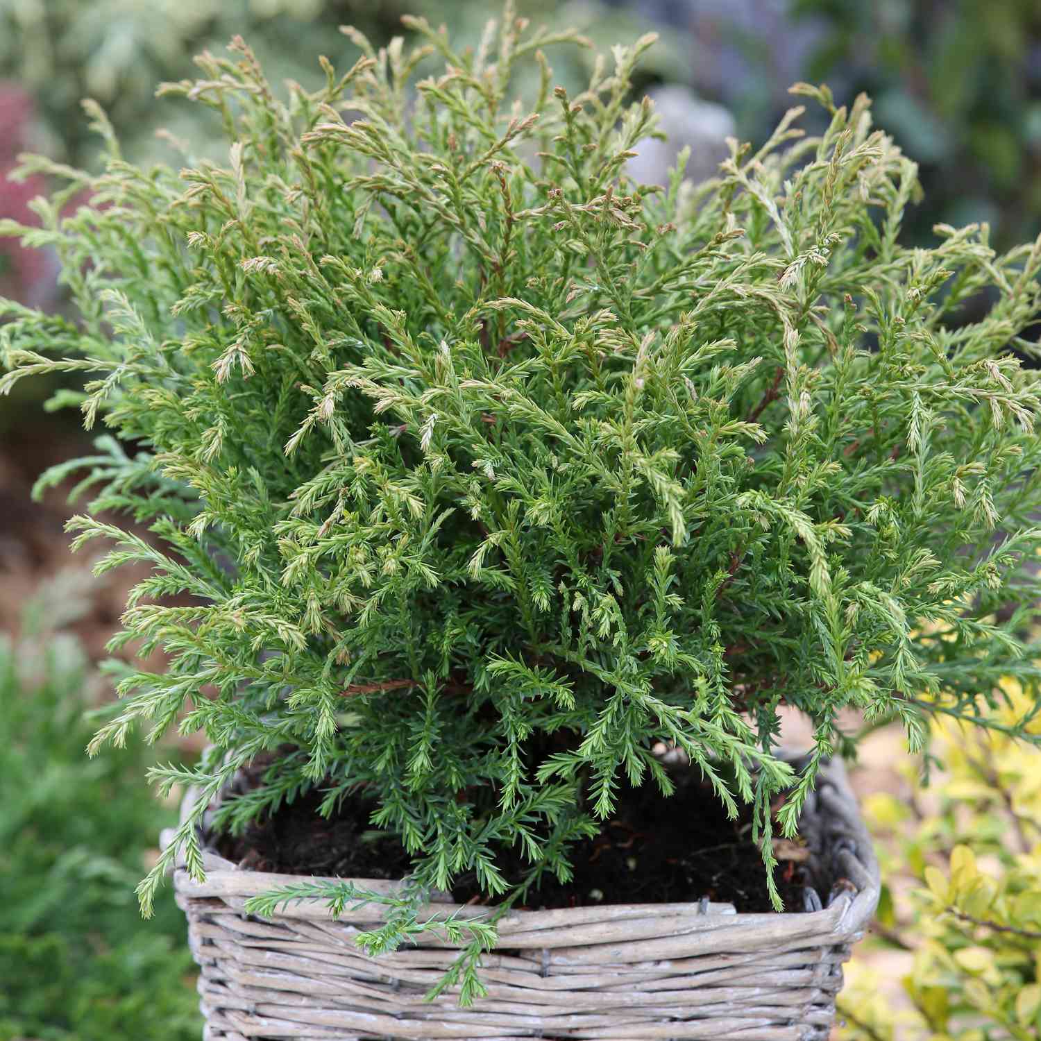 Abendländischer Lebensbaum 'Mr.Bowling Ball' Lieferform: Im 3 Liter Topf