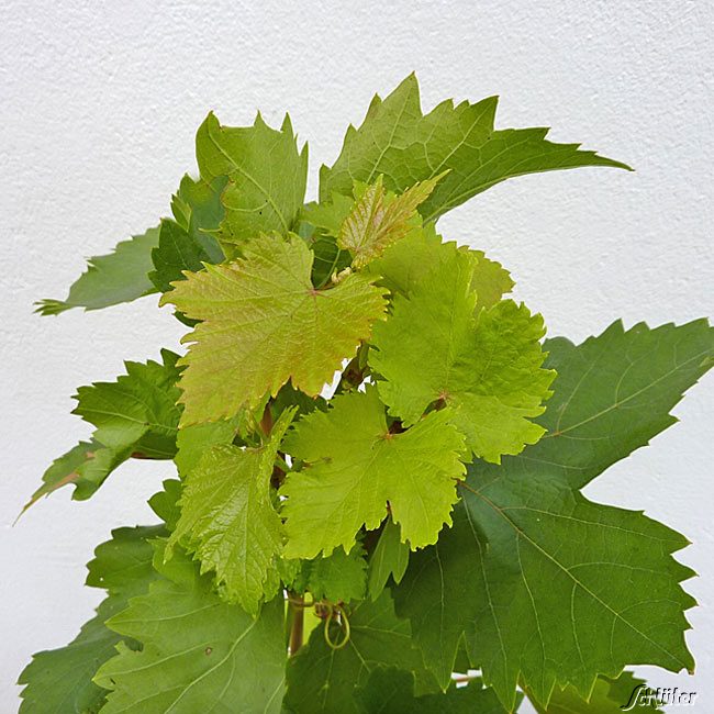 Weintraube 'Datteltraube' C3 Liefergröße: 80 - 100 cm