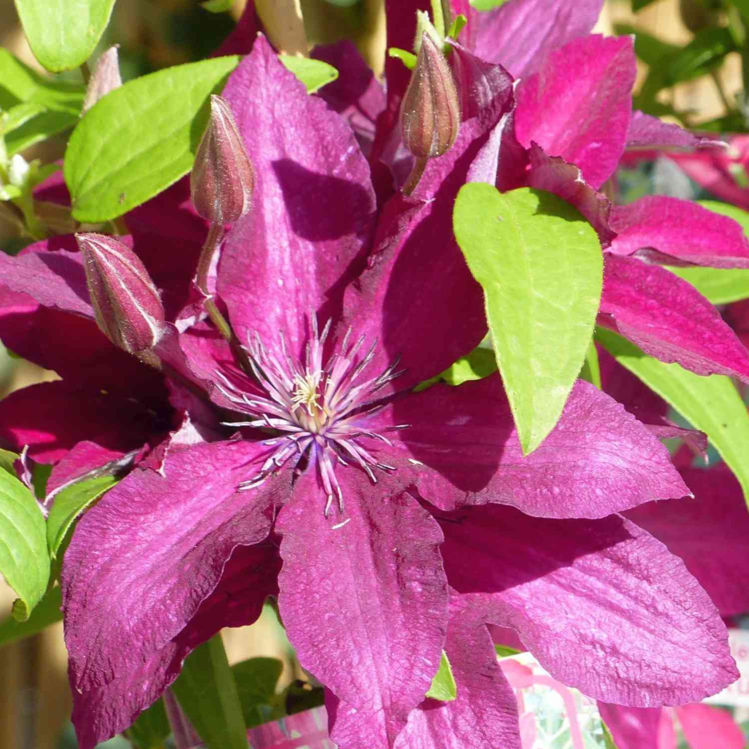 Clematis 'Rouge Cardinal'