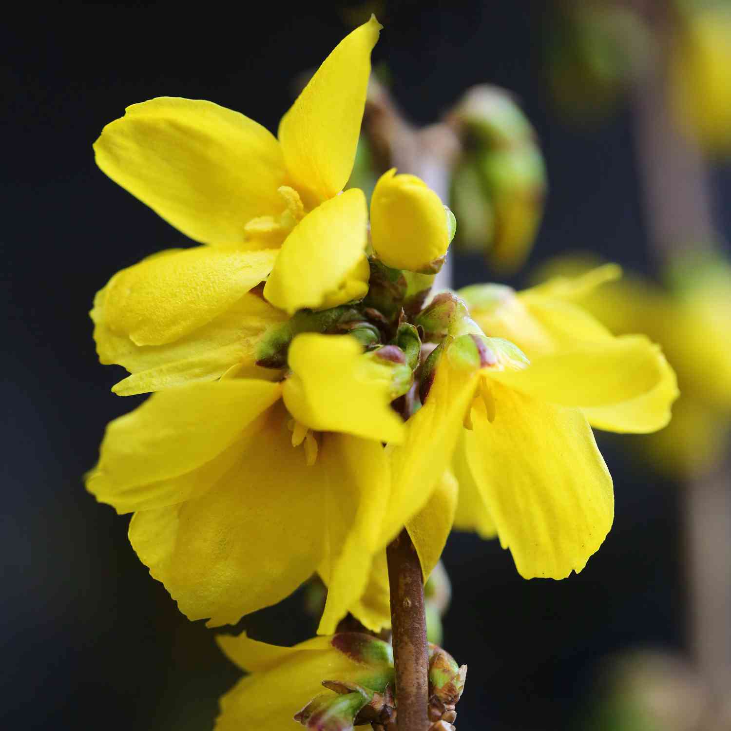 Goldglöckchen 'Goldrausch' Goldglöckchen 'Goldrausch'