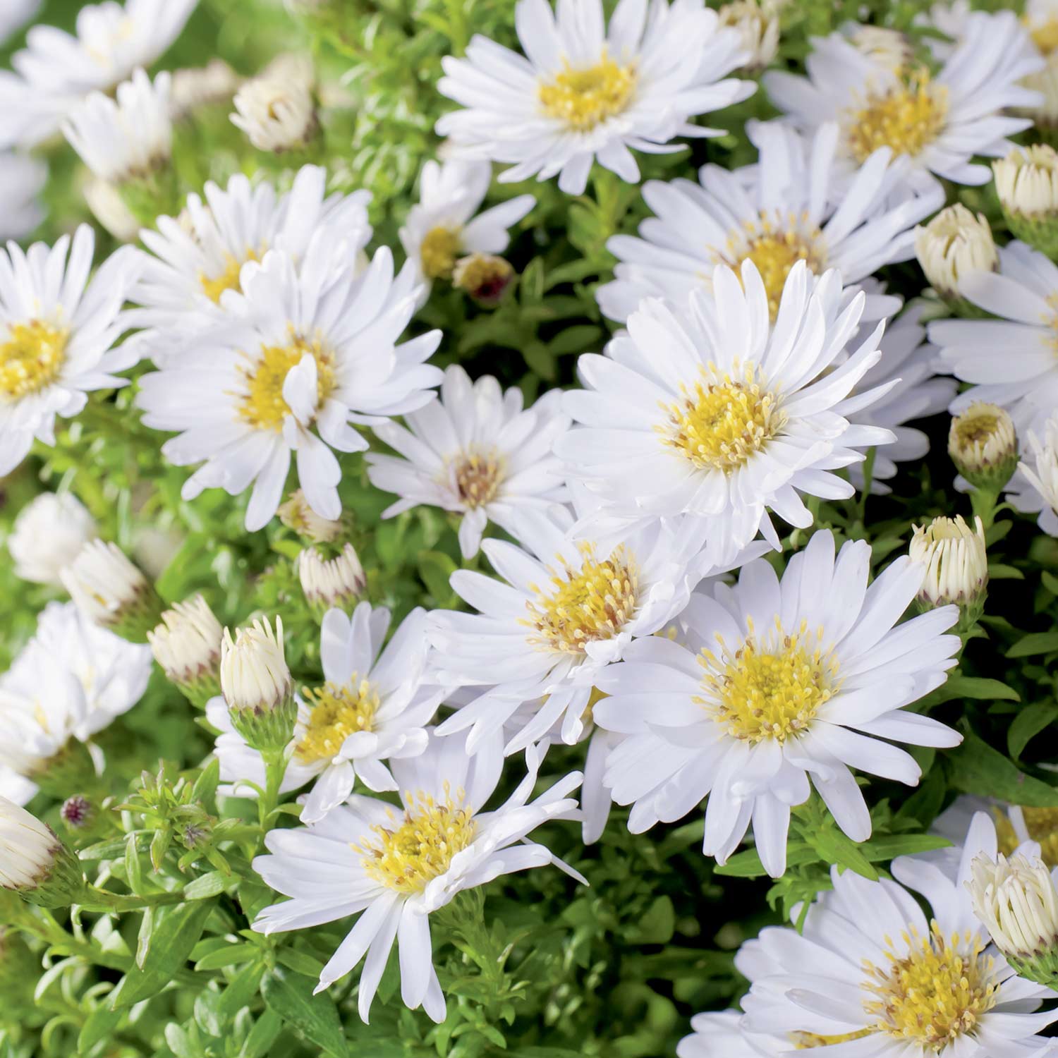 Kissen-Aster 'Schneekissen' Lieferform: Im 9 cm Topf