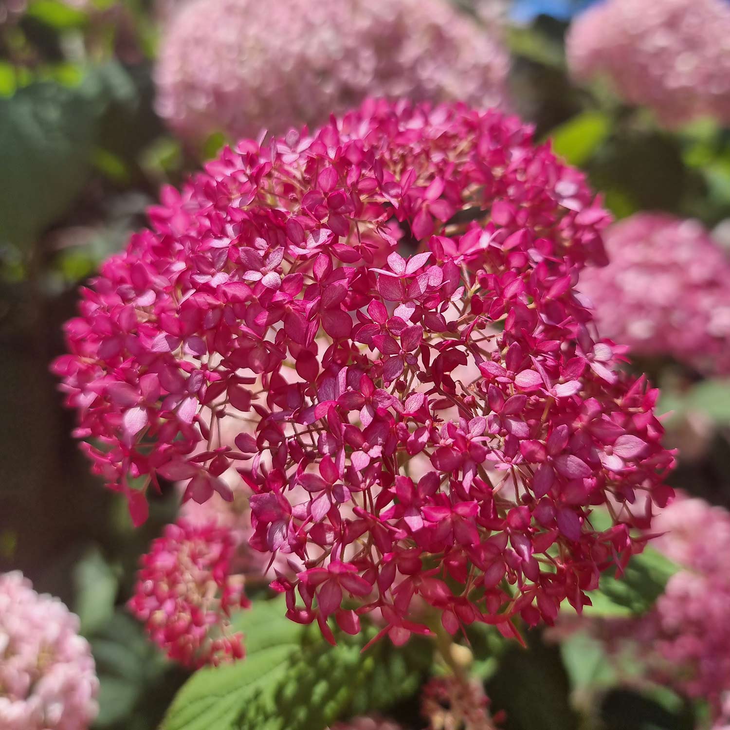 Hortensie 'Candybelle® Sorbet' Liefergröße: 40 - 60 cm