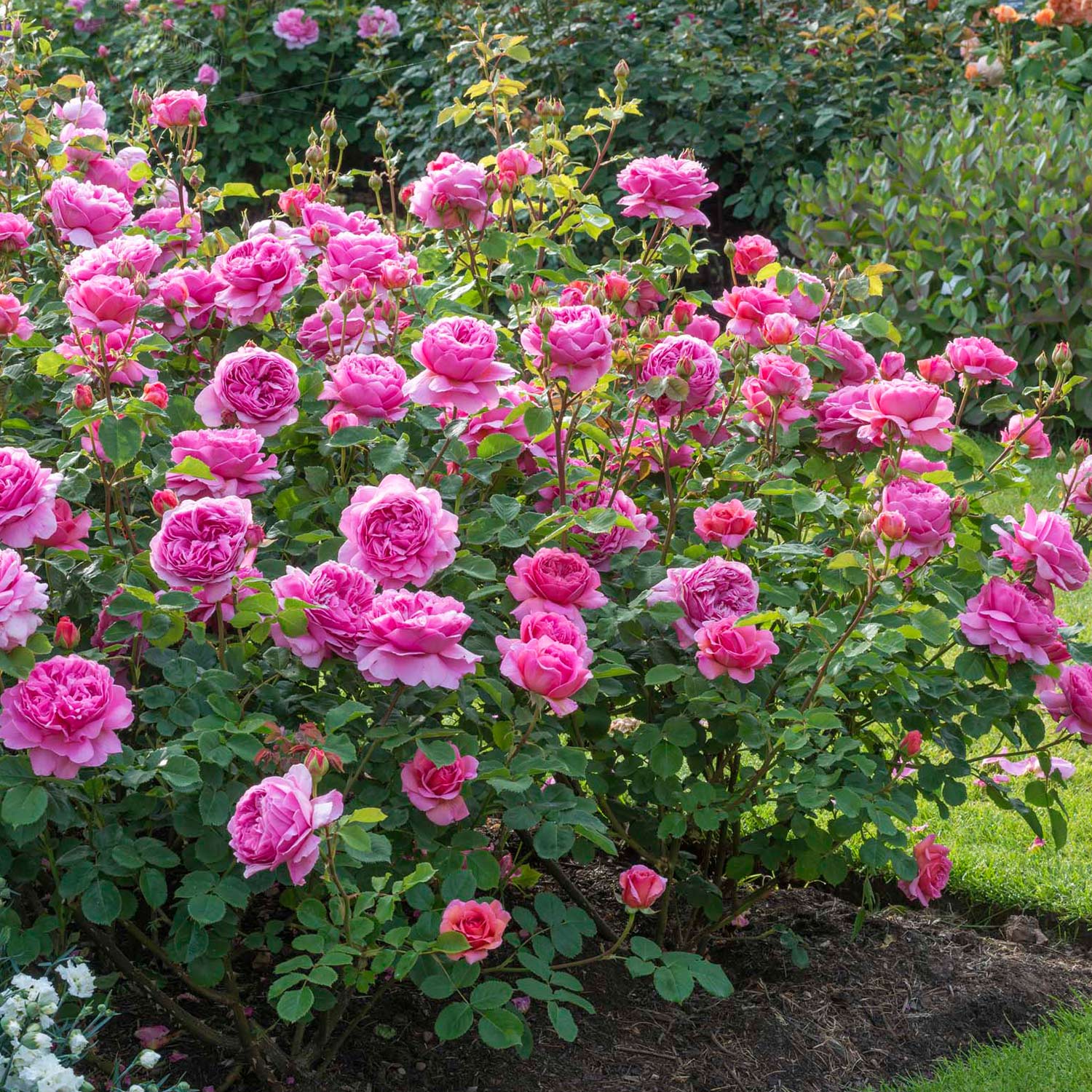 David Austin-Rose 'Princess Alexandra of Kent®', 5 Liter, A-Qualität, 3 starke Triebe Liefergröße: drei starke Triebe
