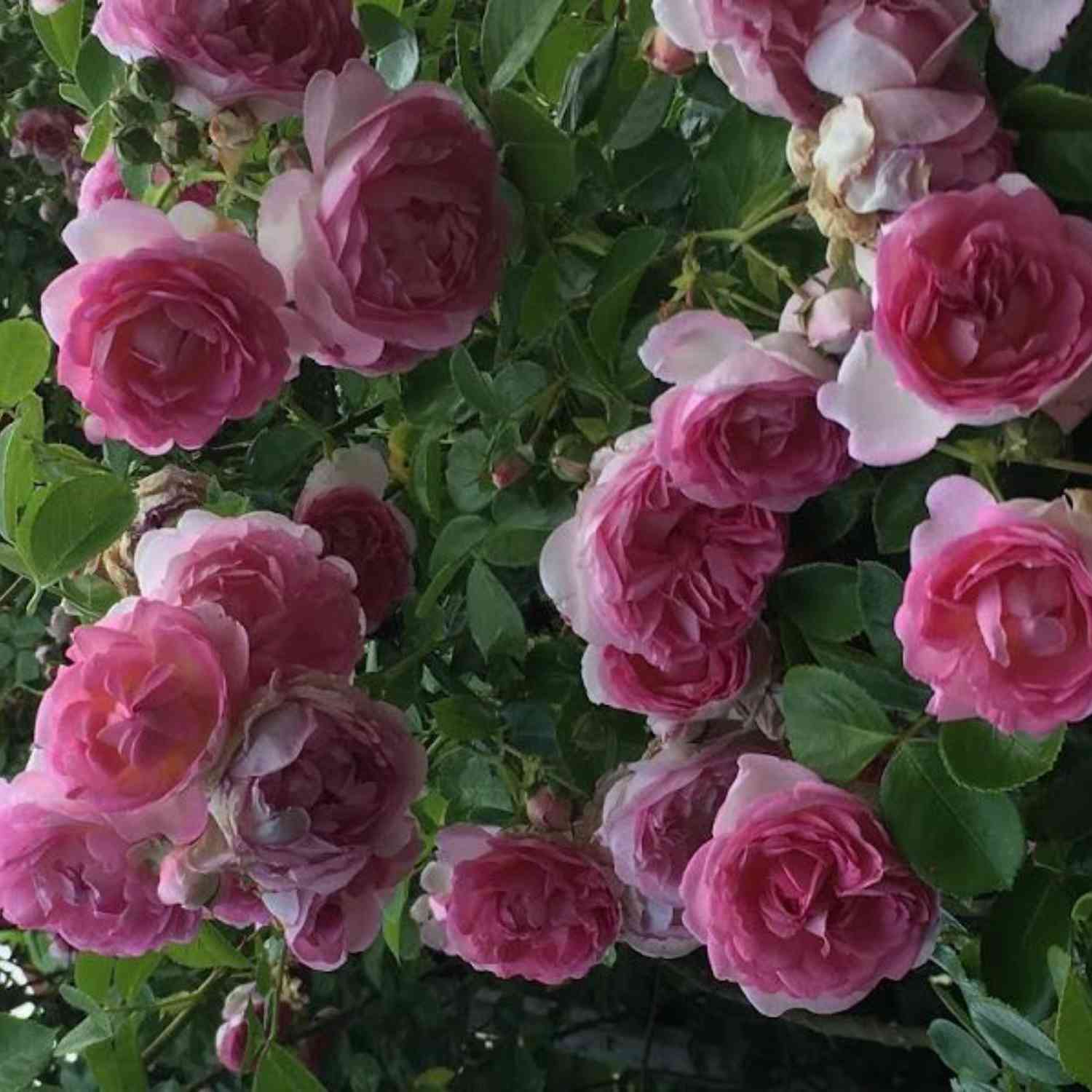 Nostalgische Kletterrose 'Jasmina®' - ADR-Rose Nostalgische Kletterrose 'Jasmina®' - ADR-Rose