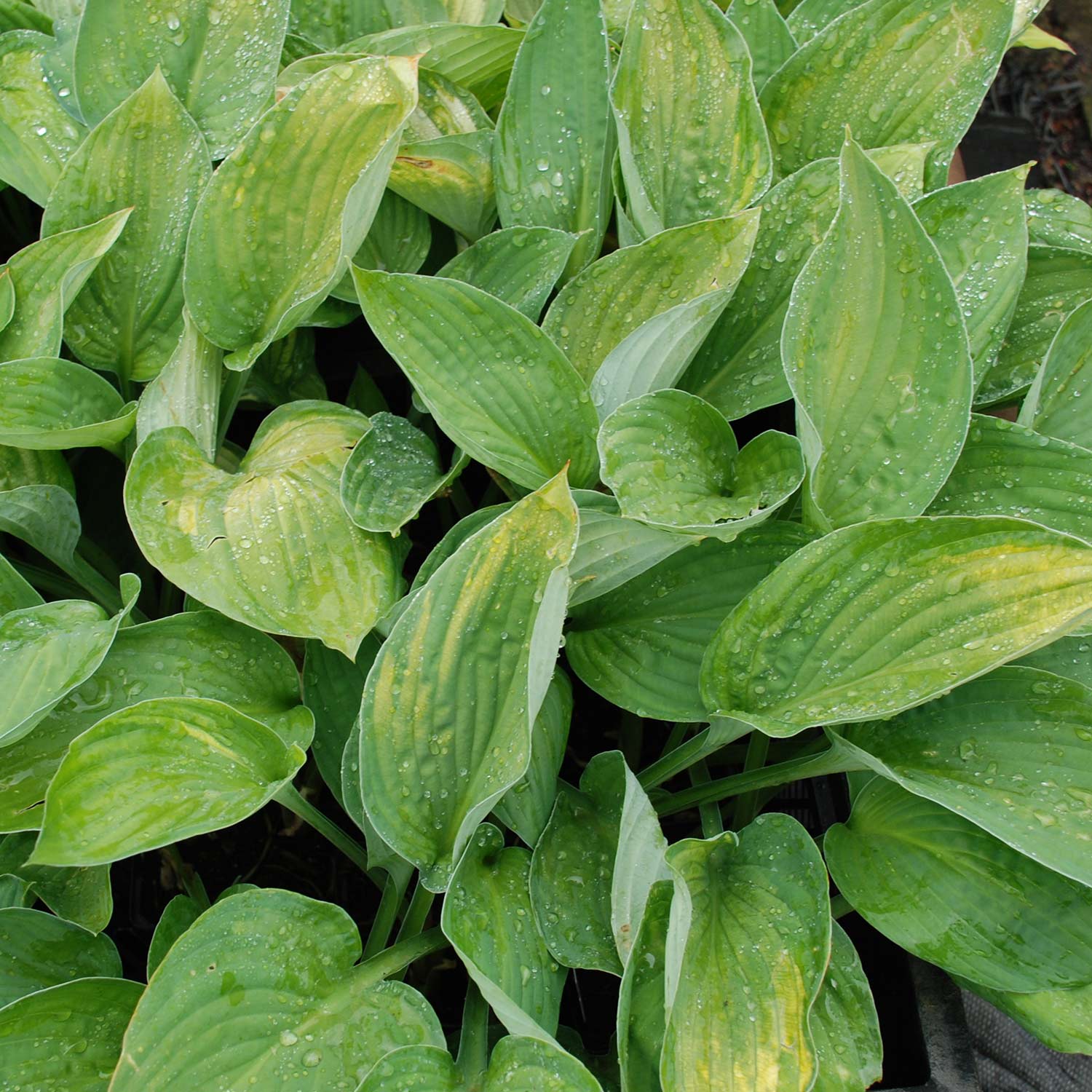 Kategorie <b>Stauden </b> - Funkie 'Sieboldiana Spezial' Liefergröße: ca. 25cm - Hosta sieboldiana