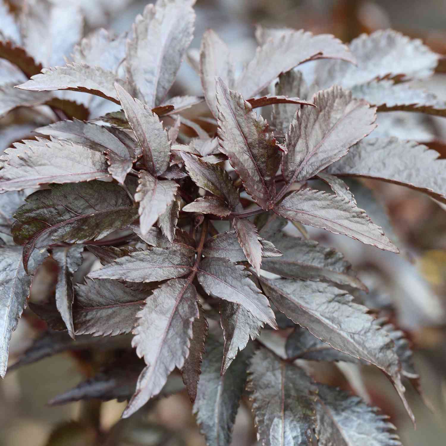 Dunkellaubige Säulen-Holunder 'Black Tower' Dunkellaubige Säulen-Holunder 'Black Tower'