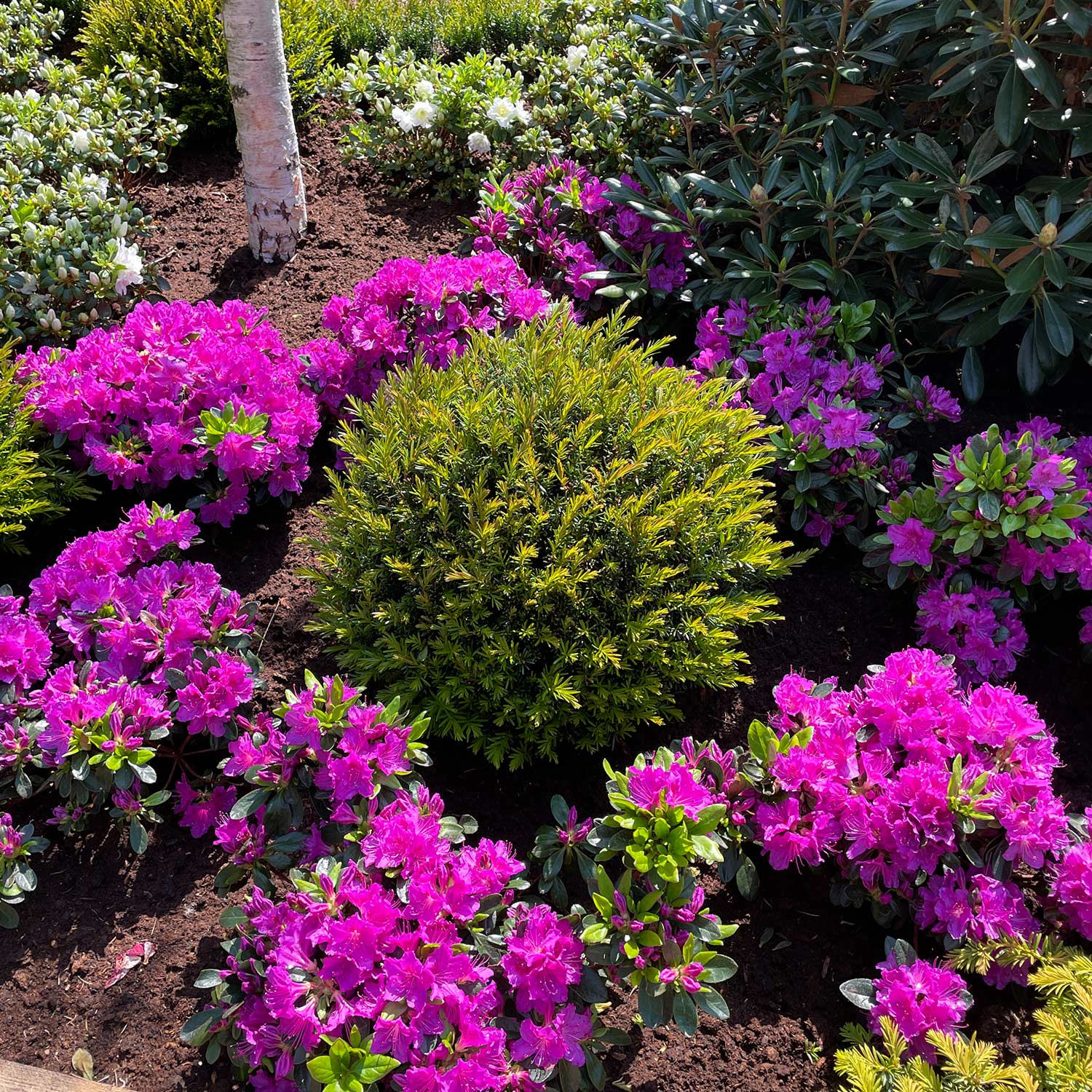 Japanische Azalee 'Königstein' Japanische Azalee 'Königstein'