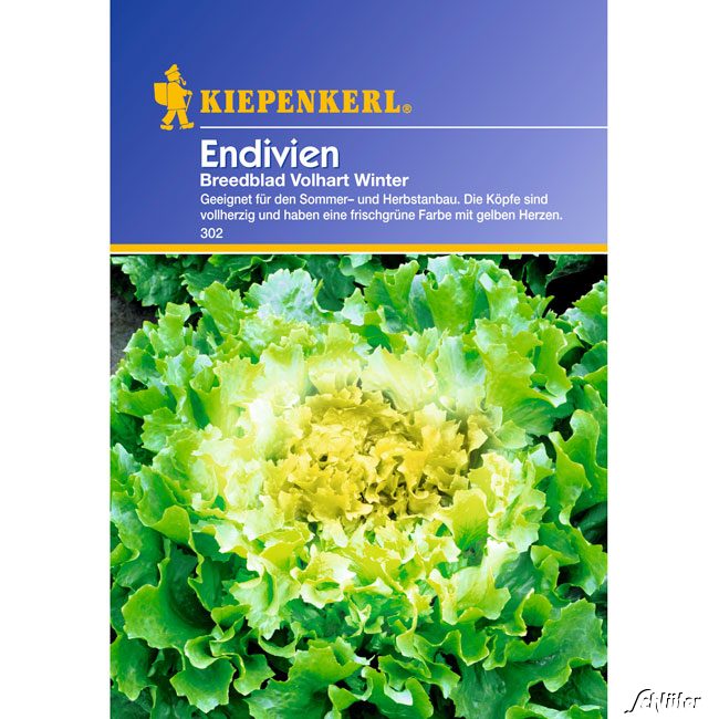 Endiviensalat 'Breedblad Vollhart Winter' - deaktivieren Lieferform: Portionssaatgut