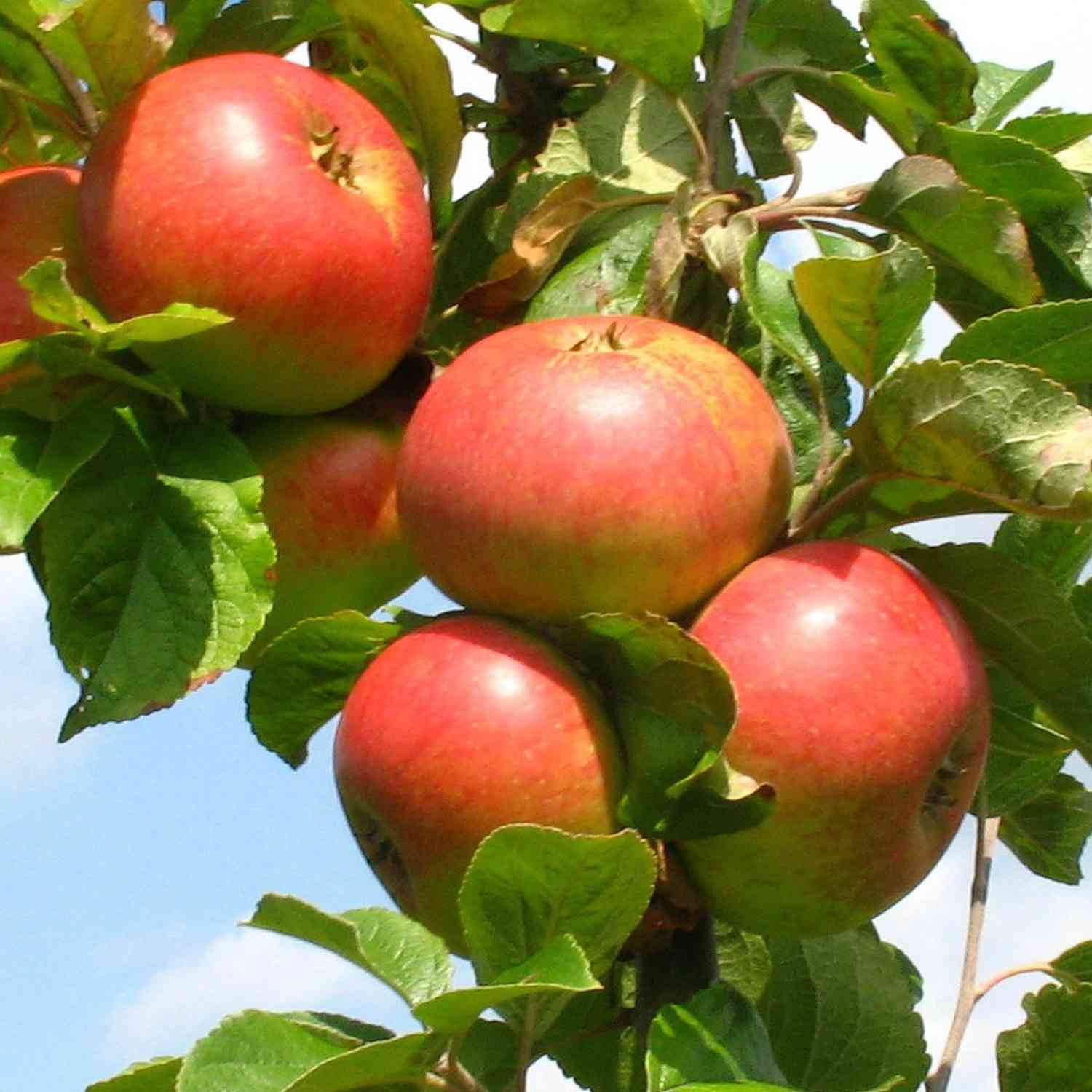 Apfel 'Roter James Grieve' auch 'Rubin'