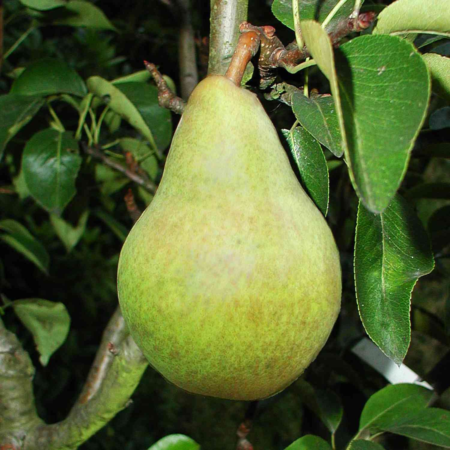 Birne 'Williams Christbirne' - Sommerbirne