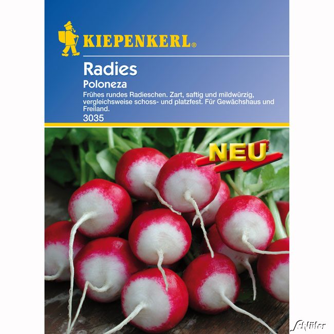 Radies 'Poloneza' Lieferform: Portionssaatgut