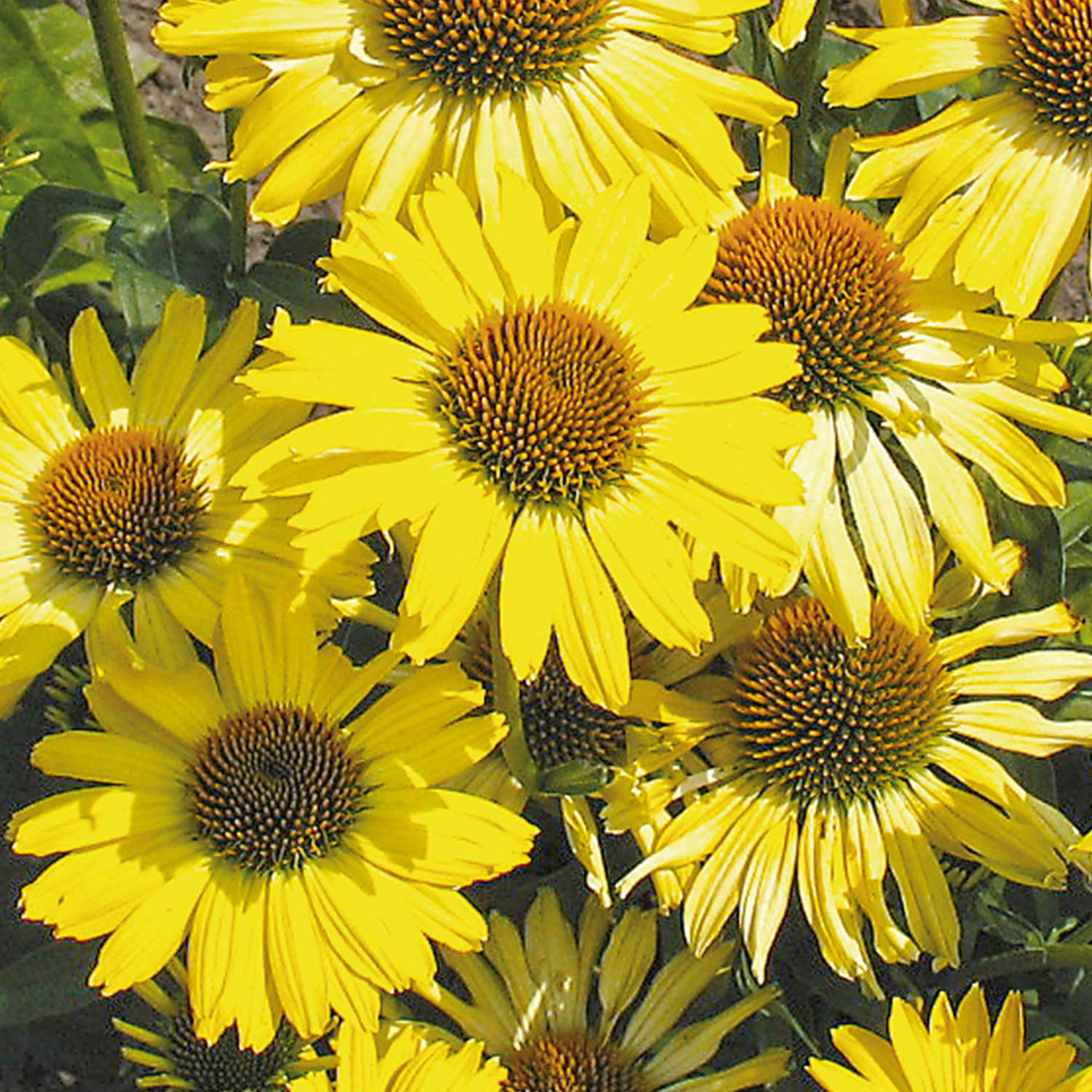 Scheinsonnenhut 'Cleopatra®' Lieferform: Im 0,5 Liter Topf