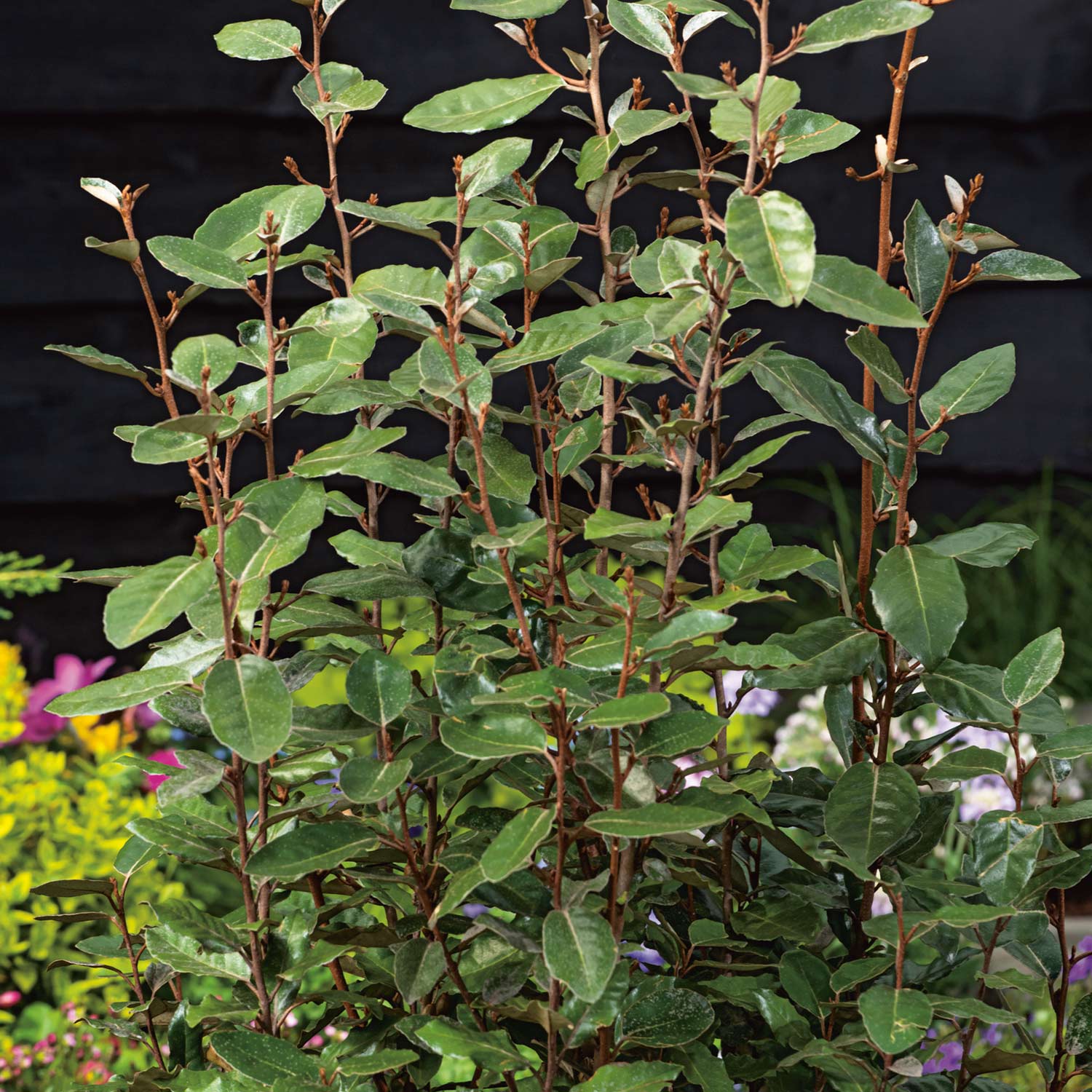 Wintergrüne Ölweide 'Compacta' C10 100 - 125 Liefergröße: 100 - 125 cm