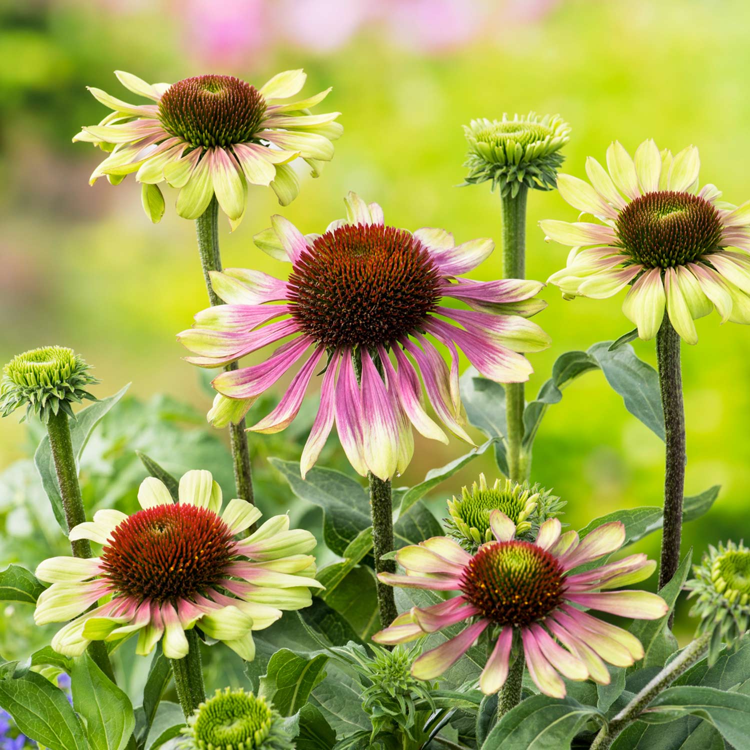 Kategorie <b>Stauden </b> - Grüner Sonnenhut 'Green Twister' Lieferform: Im 9 cm Topf - Echinacea purpurea 'Green Twister'