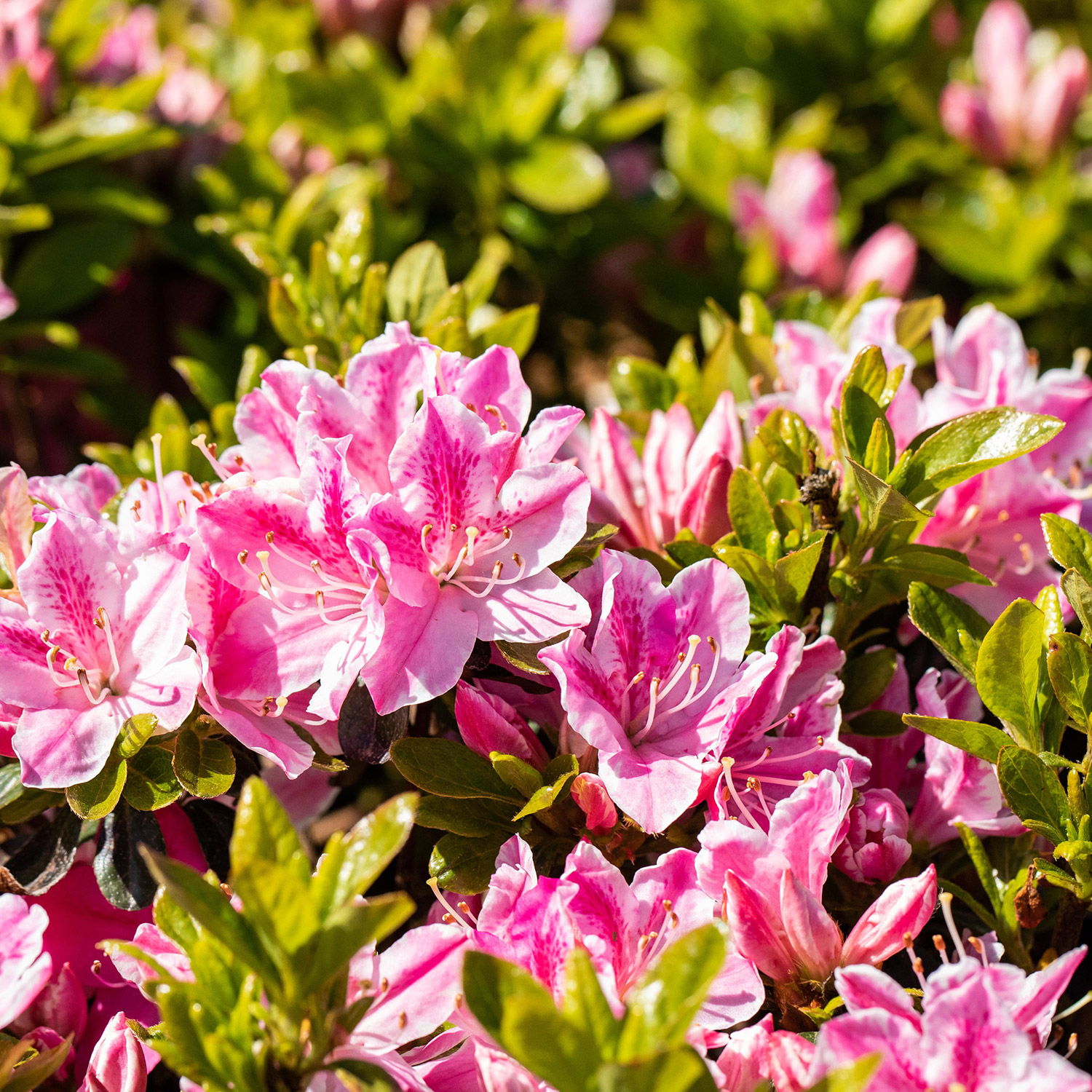 Japanische Azalee 'Kermesina Rosé' Japanische Azalee 'Kermesina Rosé'