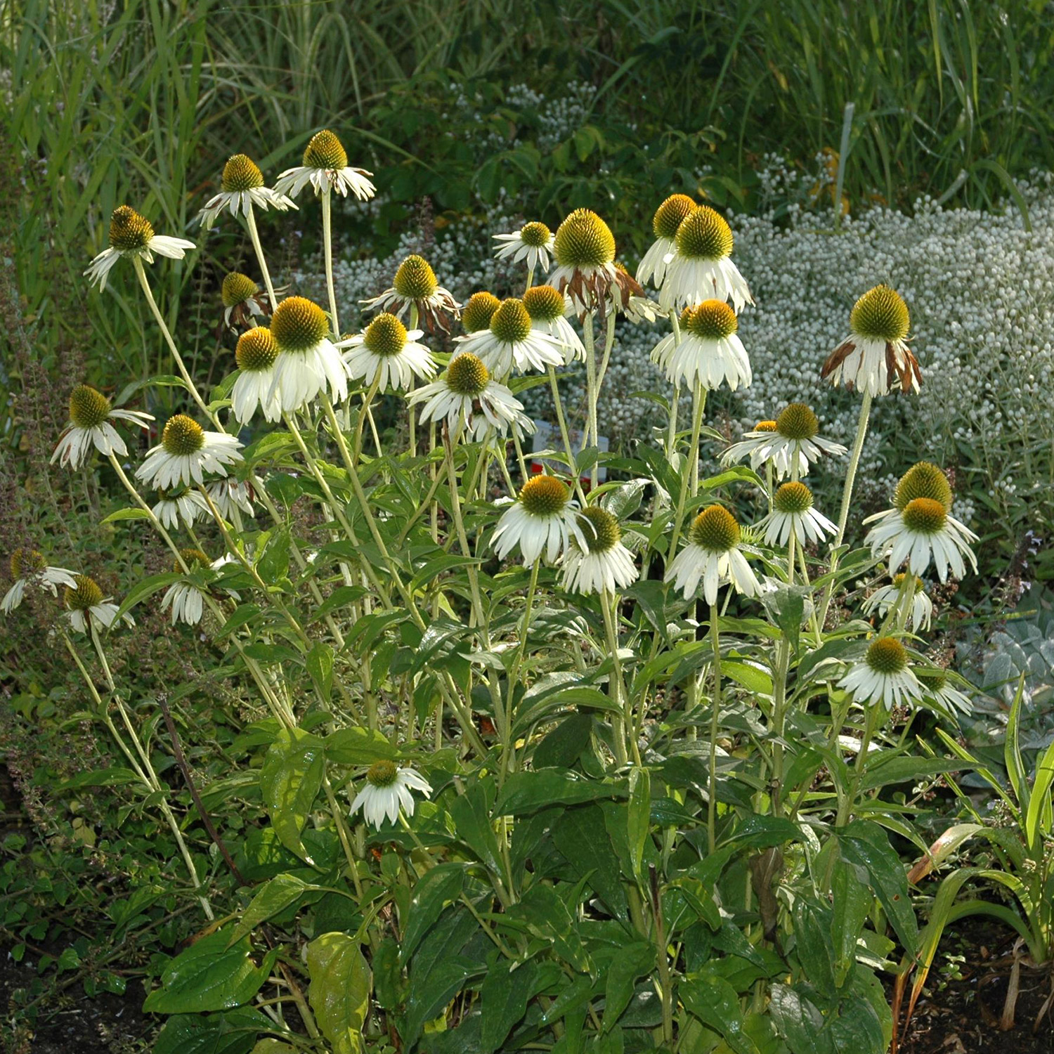 Weißer Sonnenhut 'Alba'