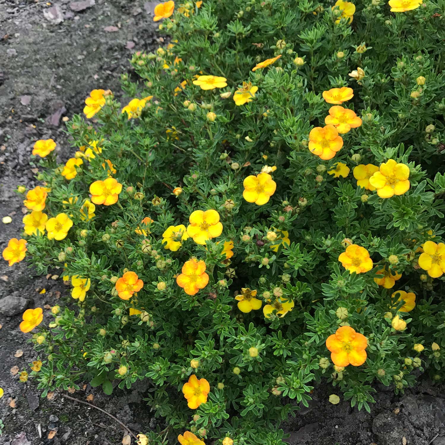 Fingerstrauch 'Bella Lindsey' ® Liefergröße: 30 - 40 cm