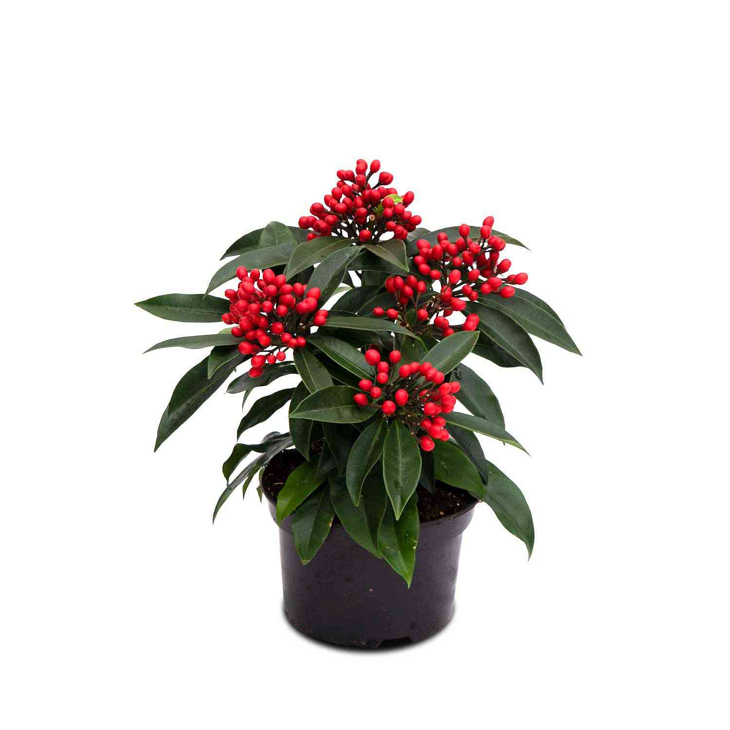 Skimmie 'Godries Little Ruby'