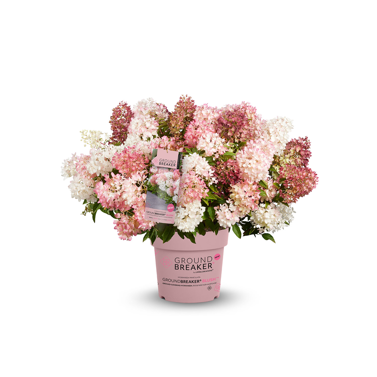 Zwerg-Rispenhortensie 'Groundbreaker'® Blush  C5 Lieferform: Im 5 Liter Topf