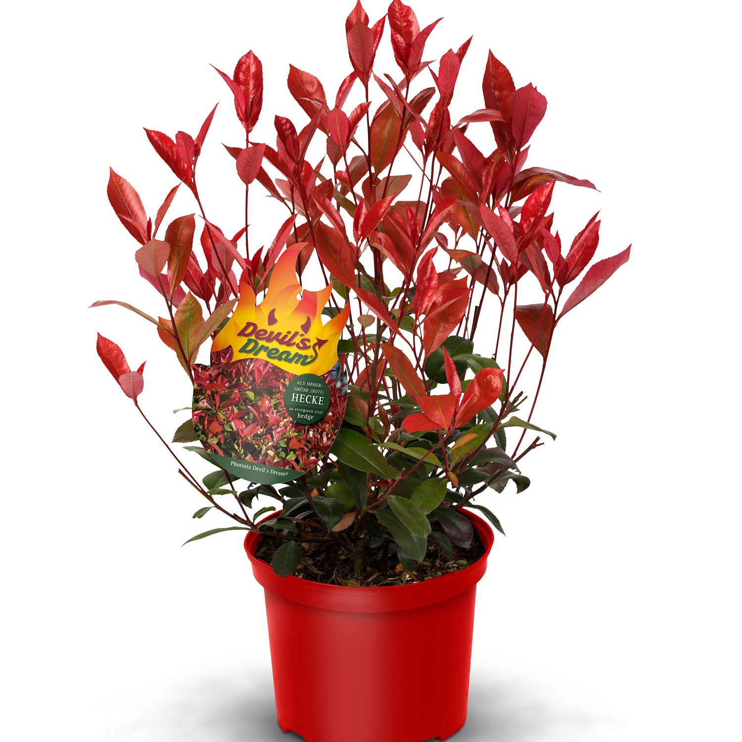 Rote Glanzmispel 'Devil's Dream®' Rote Glanzmispel 'Devil's Dream®'