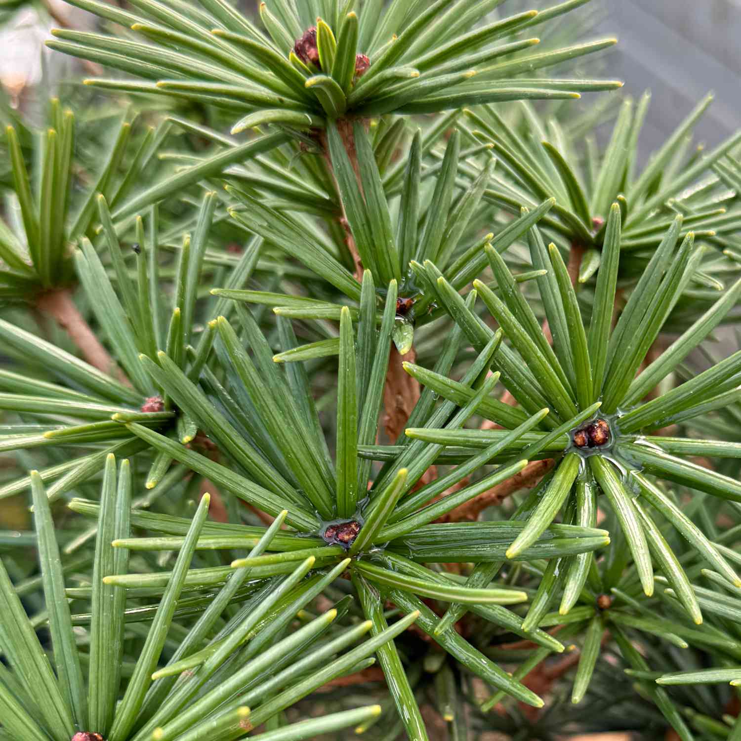 Japanische Schirmtanne 'Green Diamond'