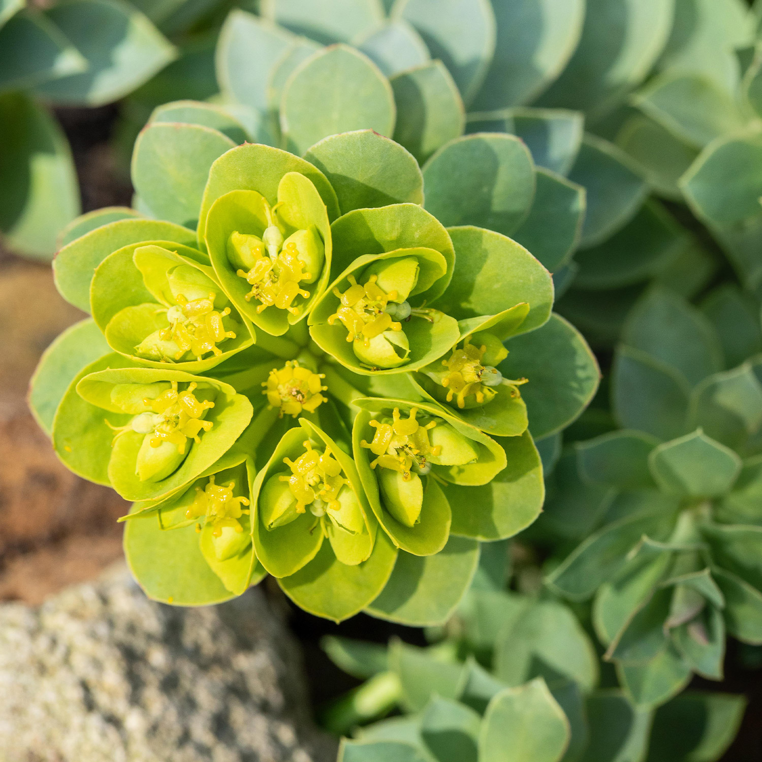 Kategorie <b>Produkt nicht gewünscht </b> - Walzen-Wolfsmilch Lieferform: Im 0,5 Liter Topf - Euphorbia myrsinites
