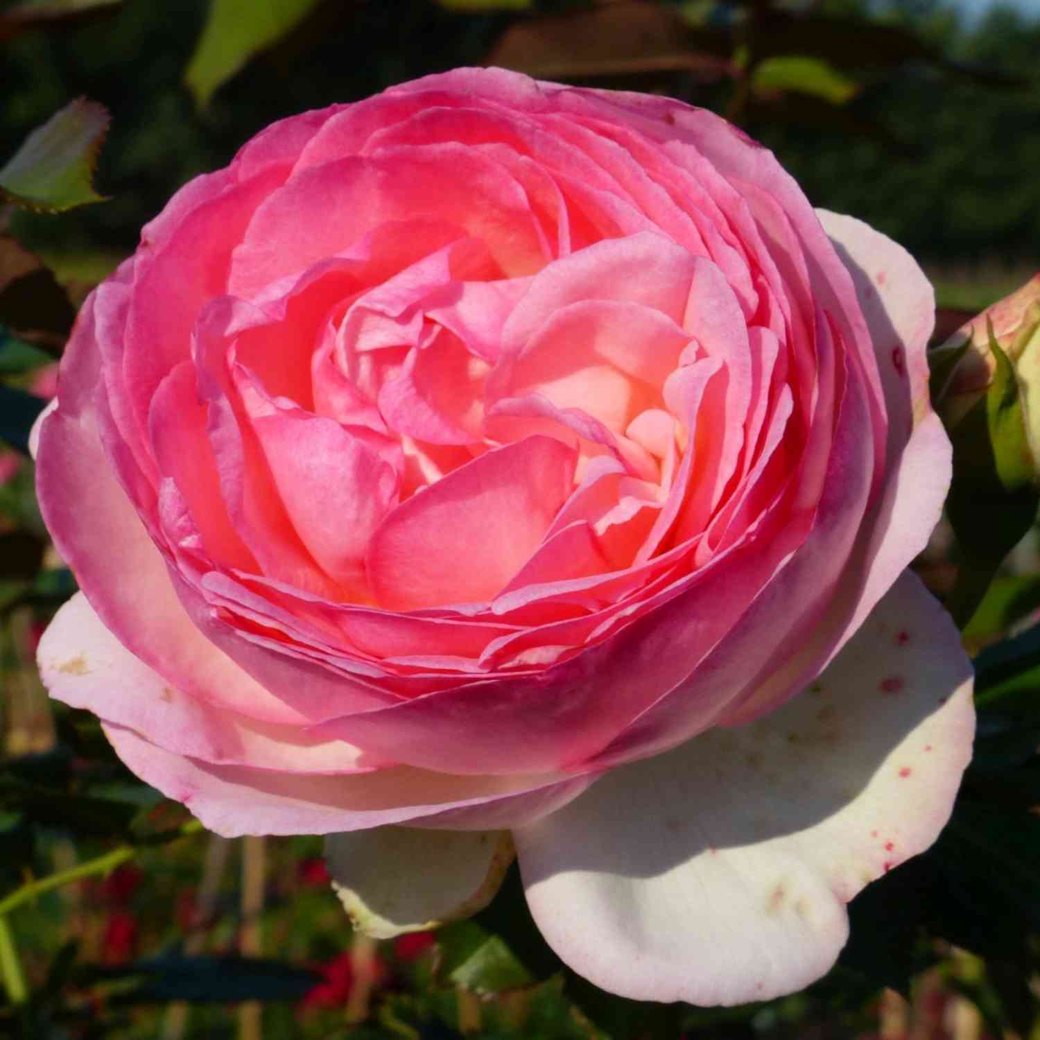 Nostalgische Strauchrose 'Eden Rose 85®' Nostalgische Strauchrose 'Eden Rose 85®'
