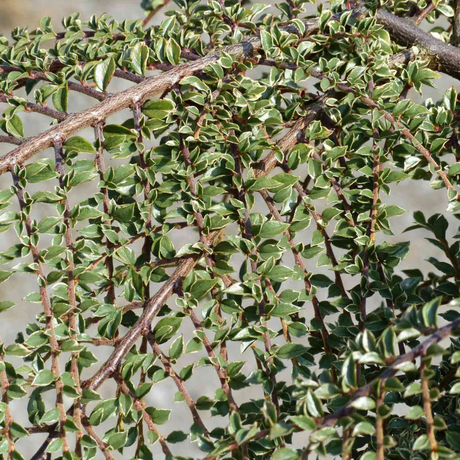 Zwergmispel 'Variegatus'