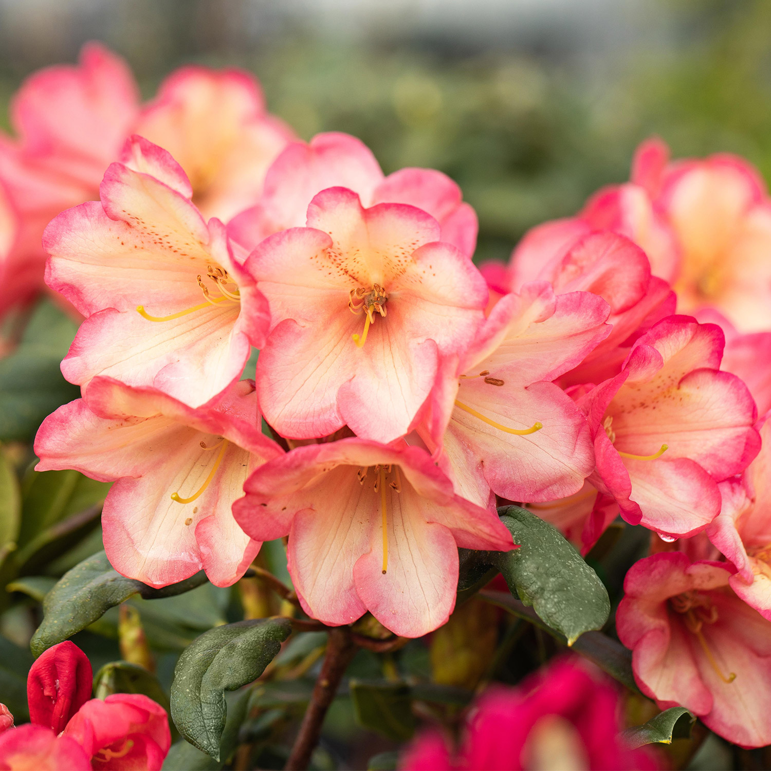 Zwerg-Ball-Rhododendron 'Barbarella®' Liefergröße: 25 - 30 cm