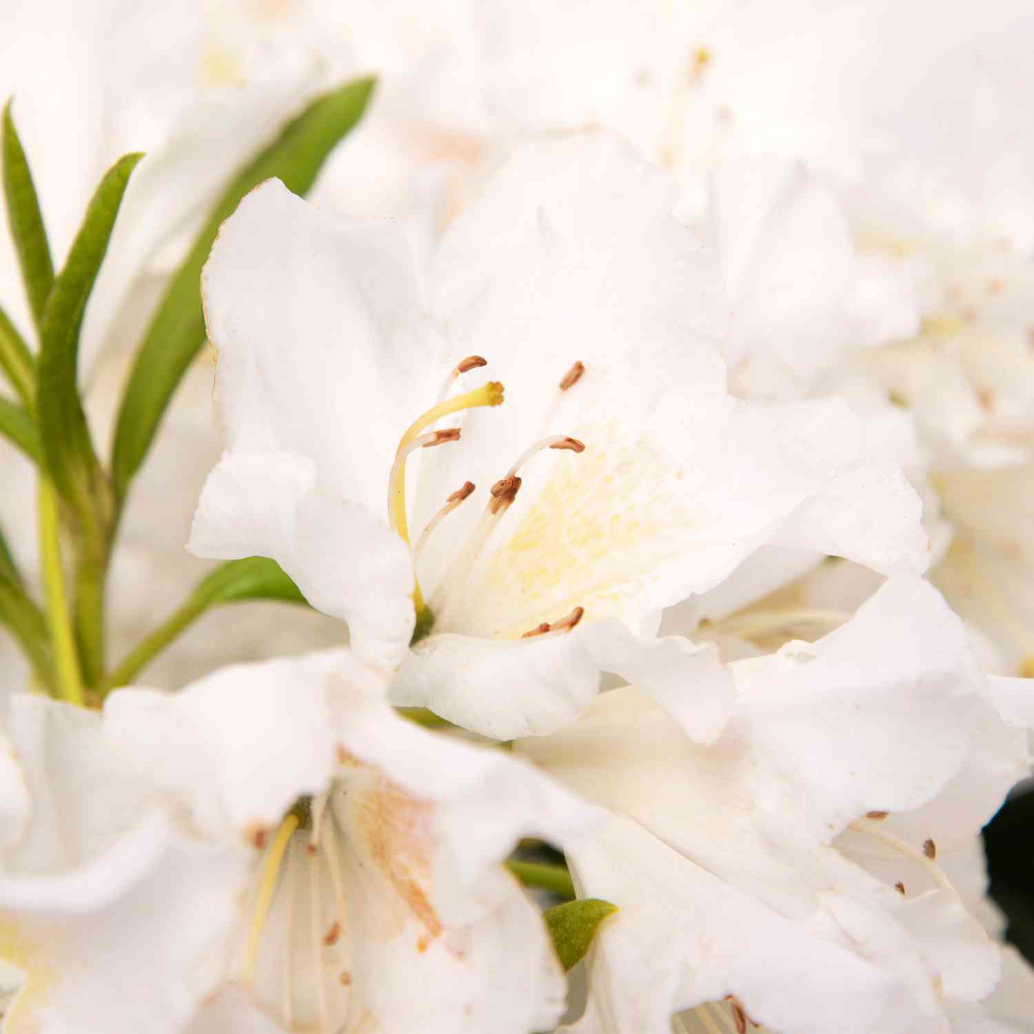 Rhododendron Hybride 'Cunninghams White'