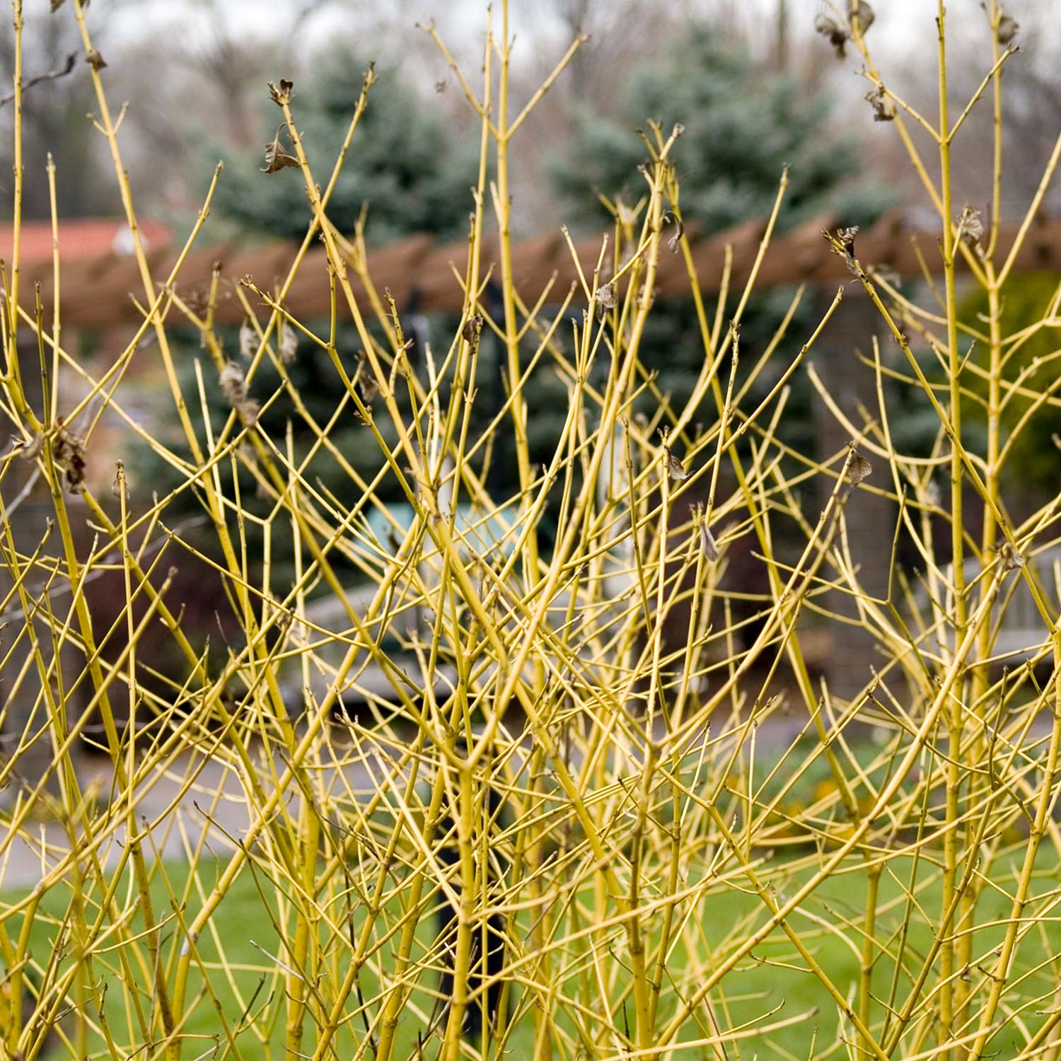 Gelbholz Hartriegel 'Flaviramea'
