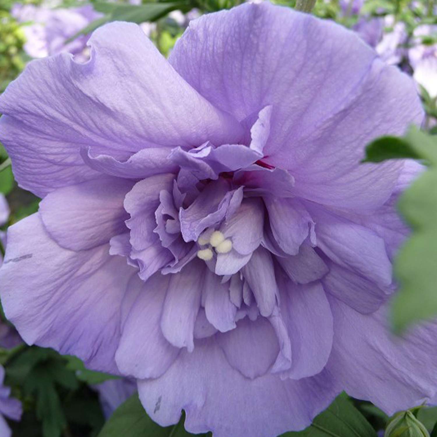 Garteneibisch 'Blue Chiffon' 5 Liter, 60 - 80 cm Liefergröße: 60 - 80 cm