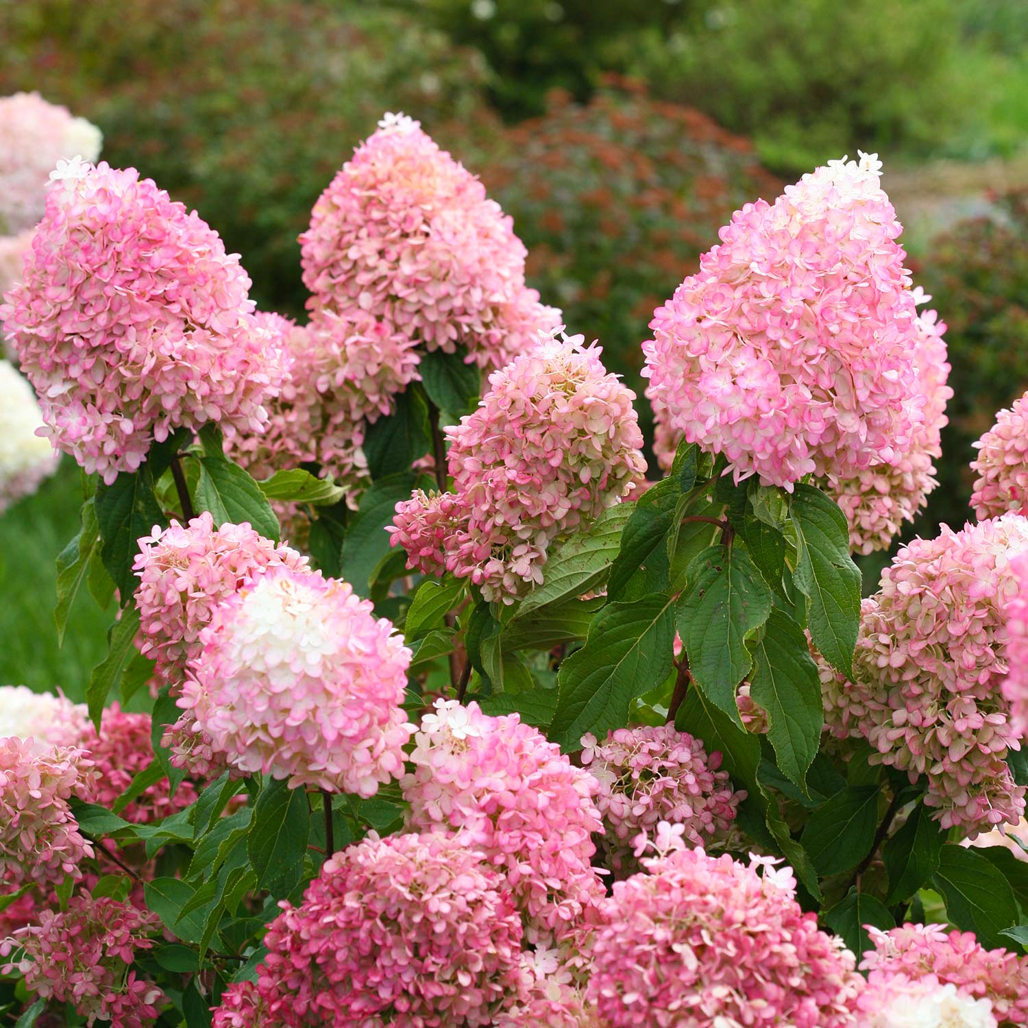Rispenhortensie 'Polestar®' C3 20 - 30 cm Liefergröße: 20 - 30 cm