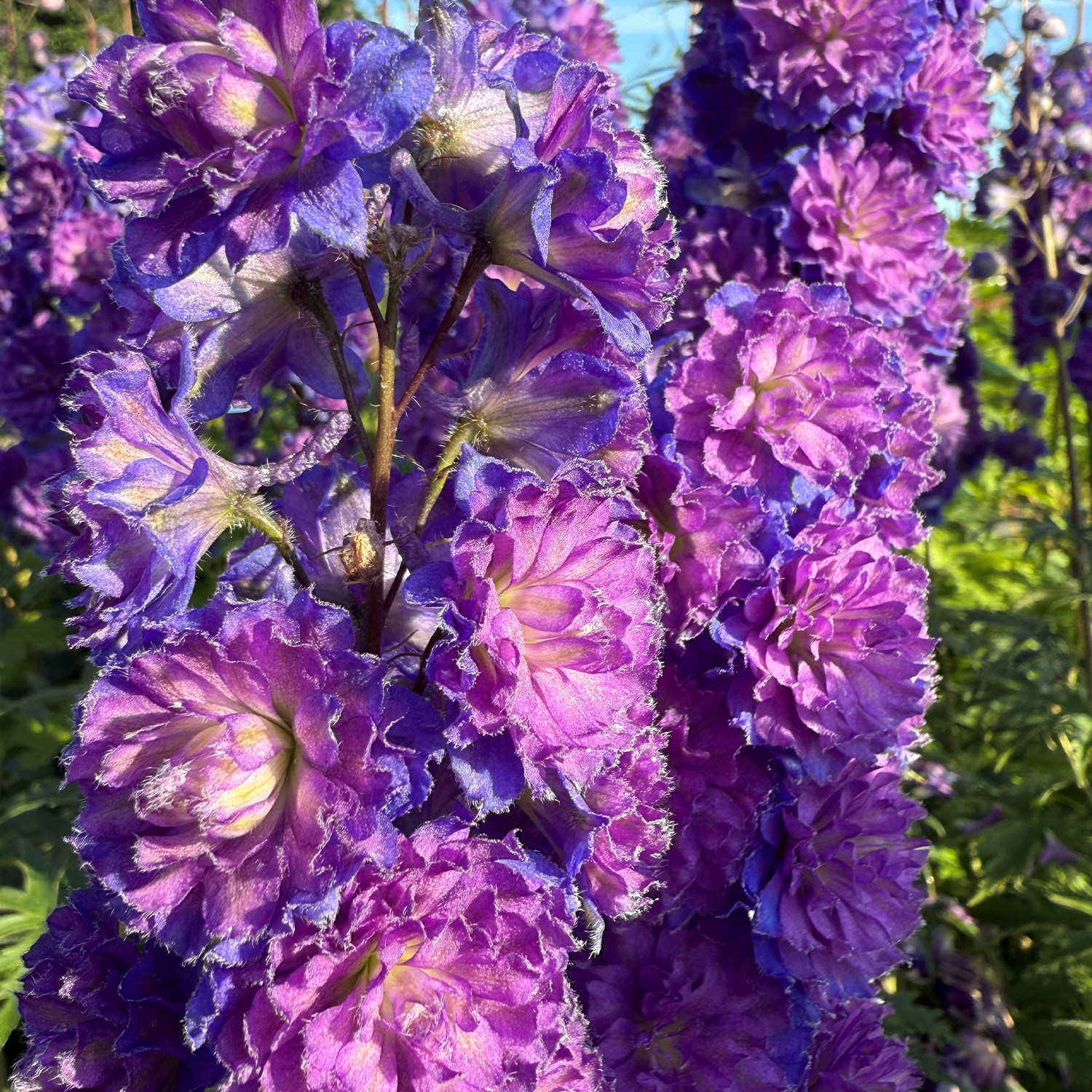 Hoher Rittersporn 'Delphi's Holland Glorie'