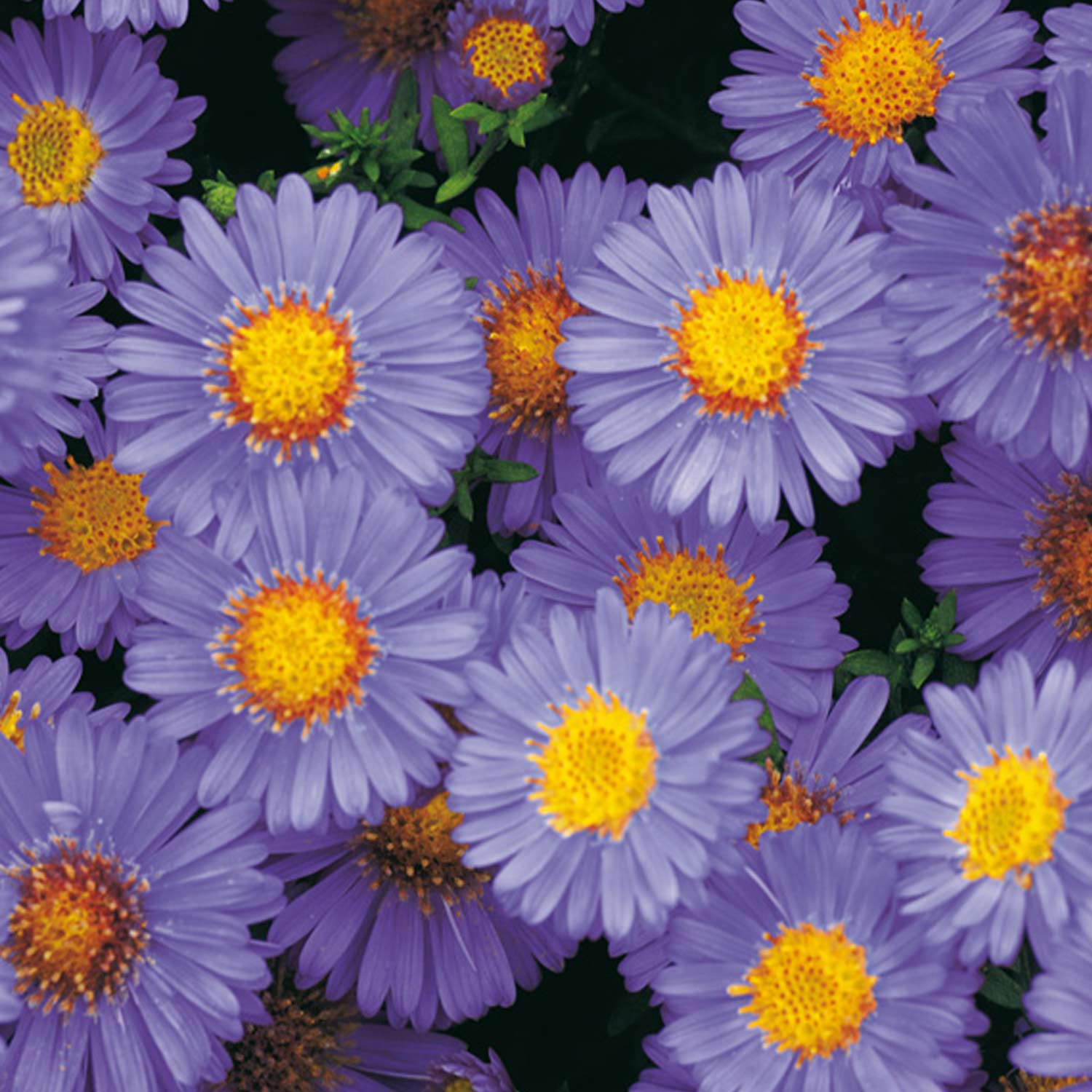Kissen-Aster 'Prof. Anton Kippenberg' Lieferform: Im 9 cm Topf