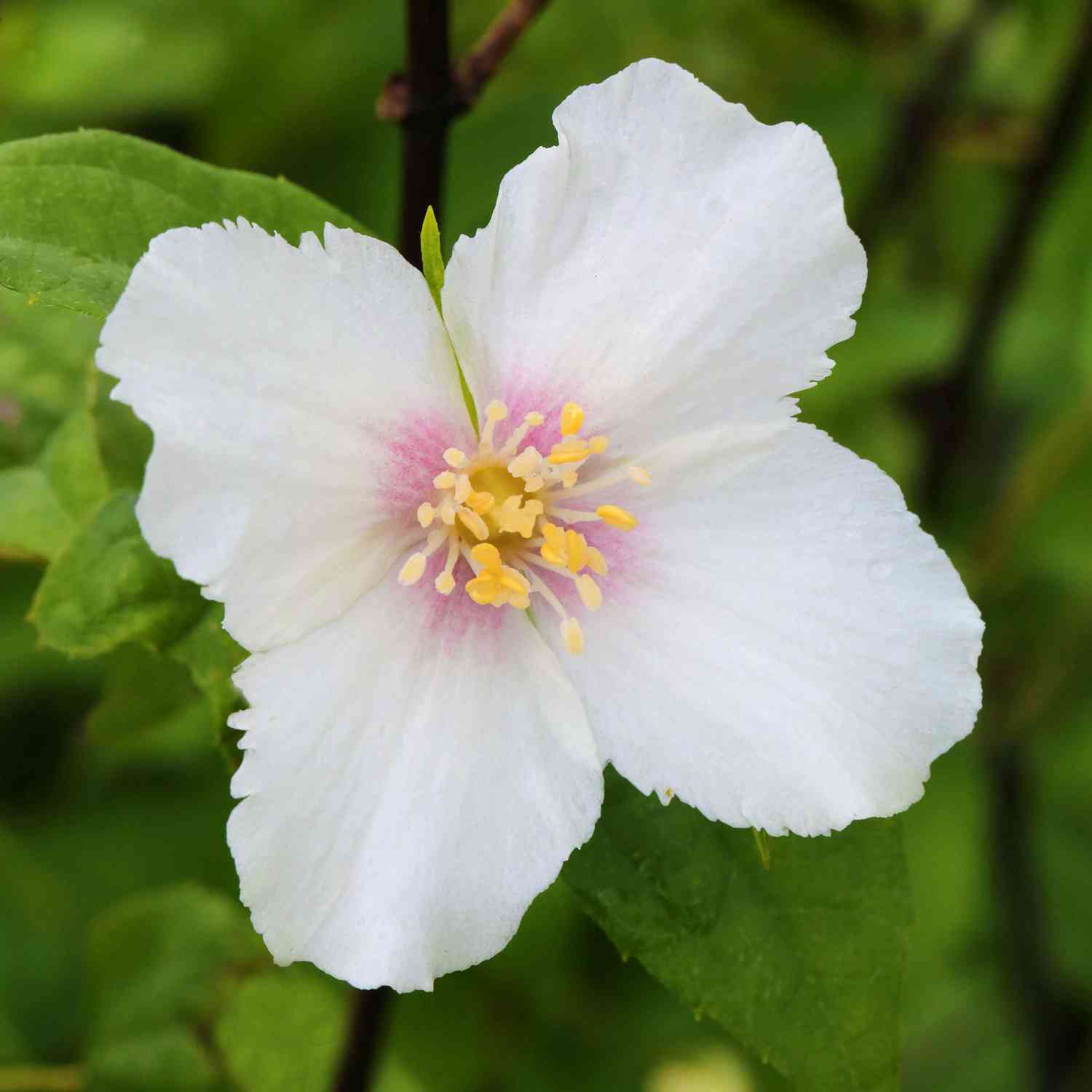 Gartenjasmin 'Belle Etoile'
