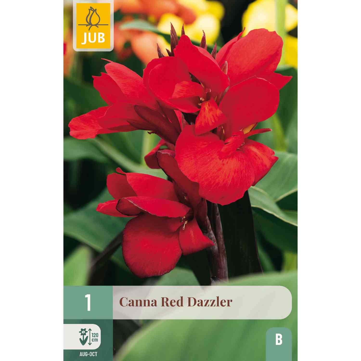 Canna 'Red Dazzler'- 1 Stück