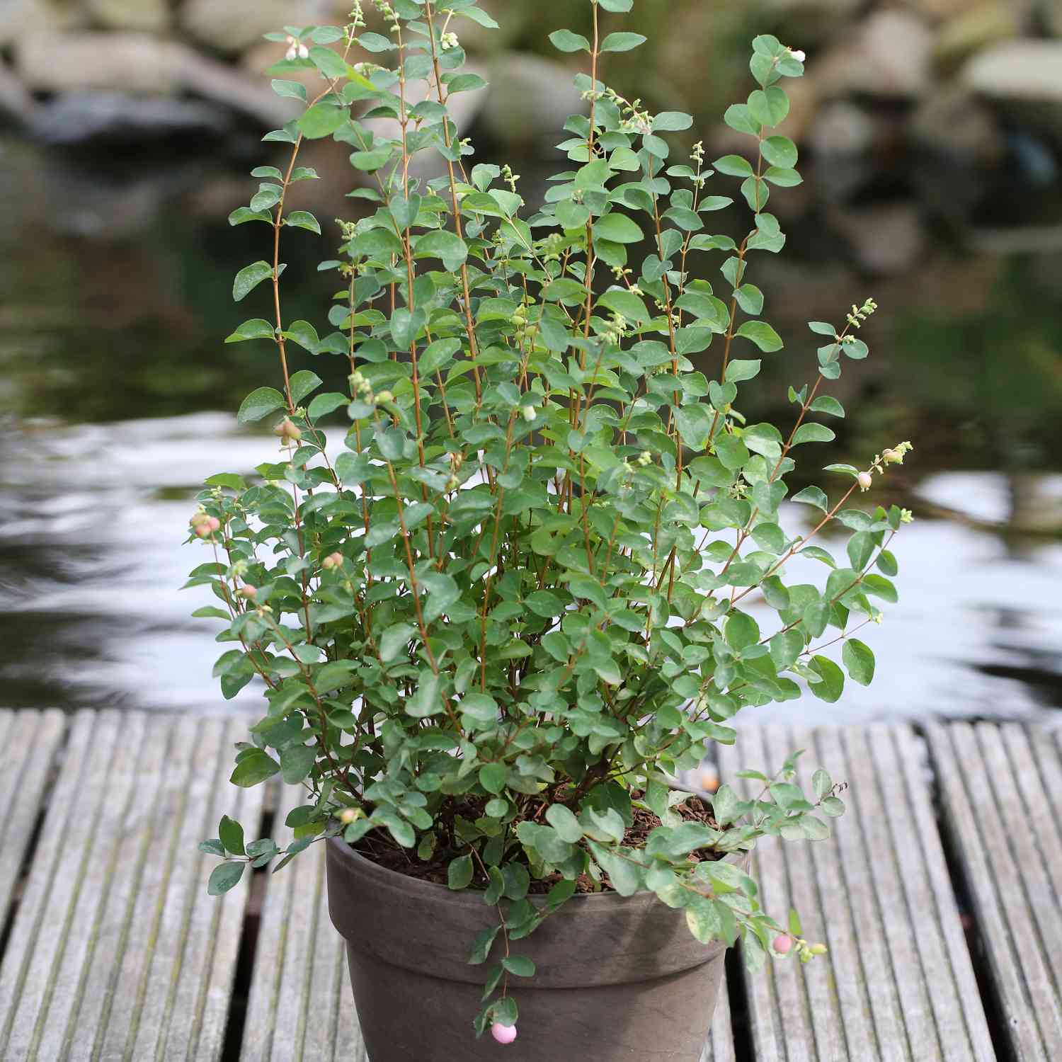 Schneebeere 'Amethyst' - Purpurbeere
