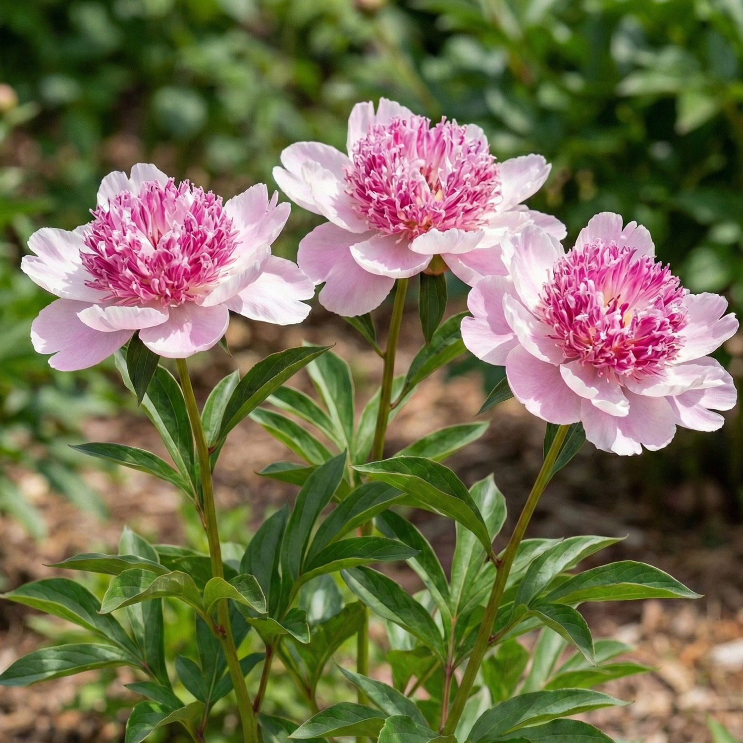 Edel-Pfingstrose 'Do Tell'