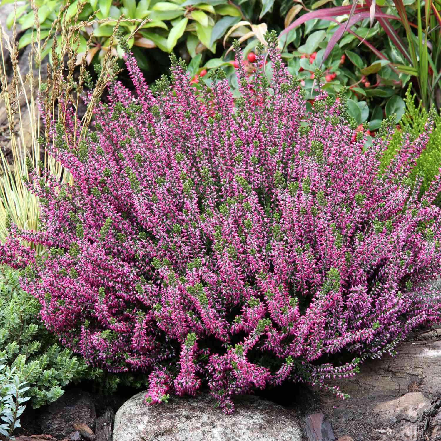 Winterharte Knospenheide 'Amethyst' (Garden Girls®)