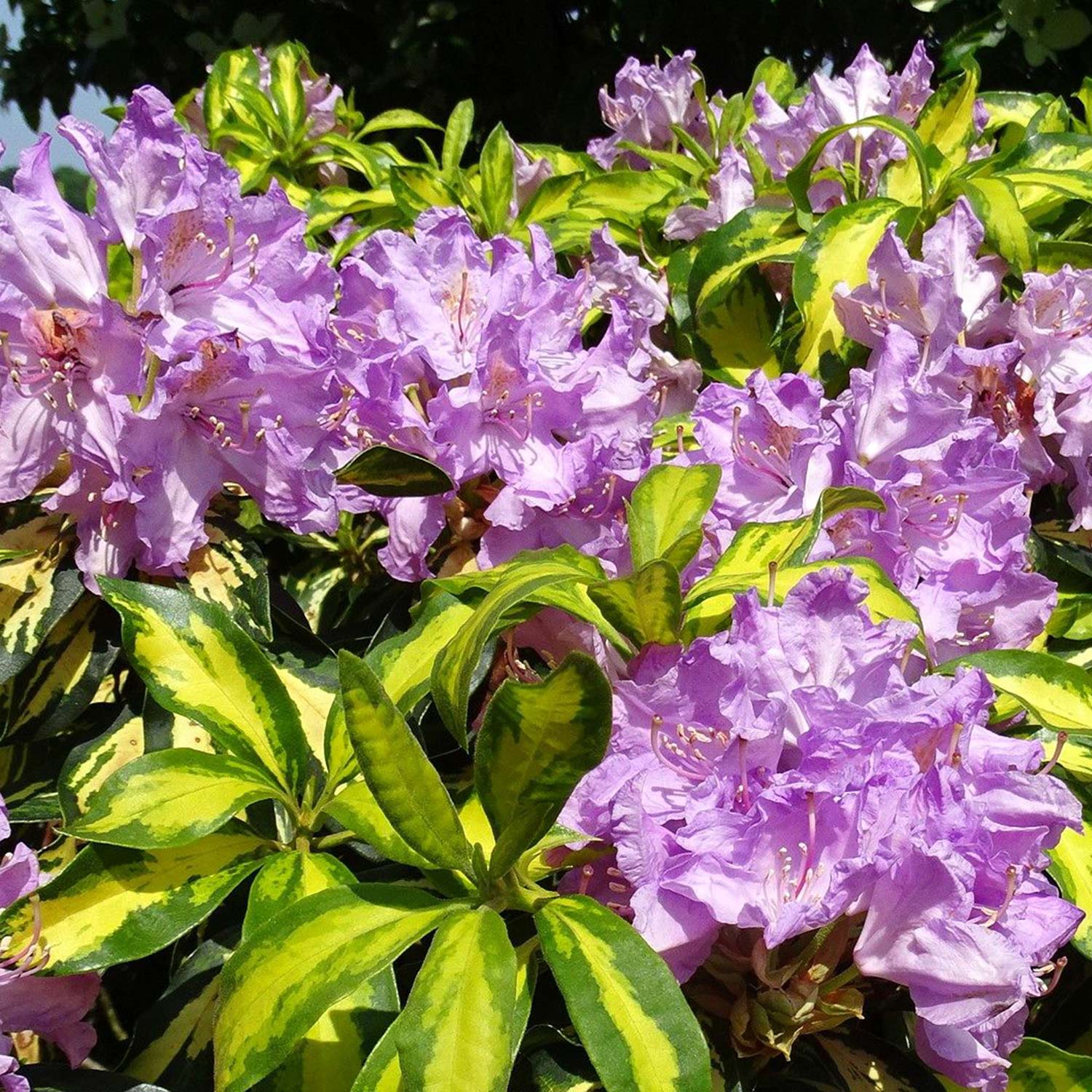 Rhododendron 'Blattgold' Liefergröße: 30 - 40 cm