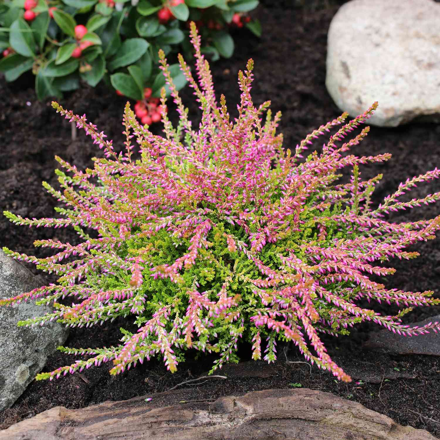 Knospenheide 'Bonita' (Garden Girls®)