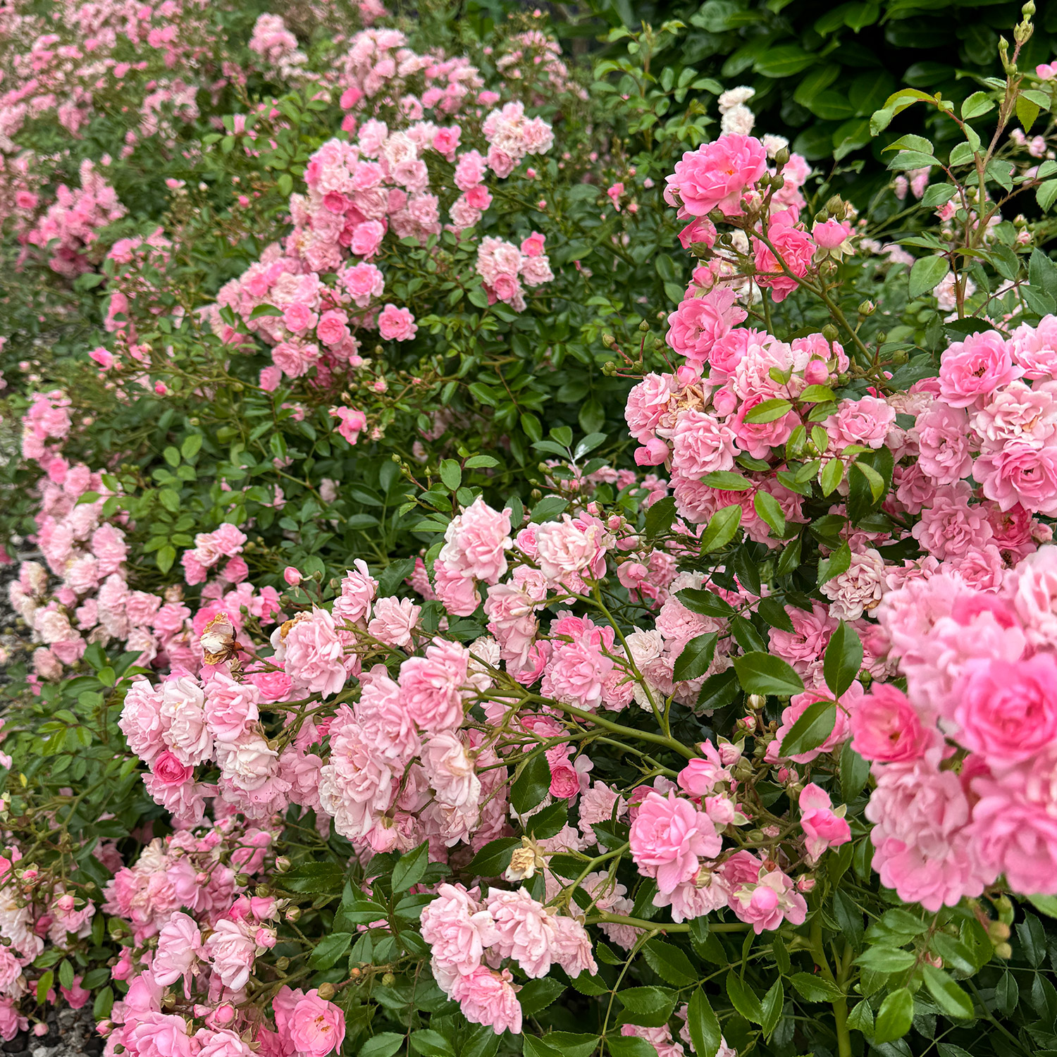 Bodendeckerrose 'The Fairy®' 3 Liter Container Lieferform: Im 3 Liter Topf