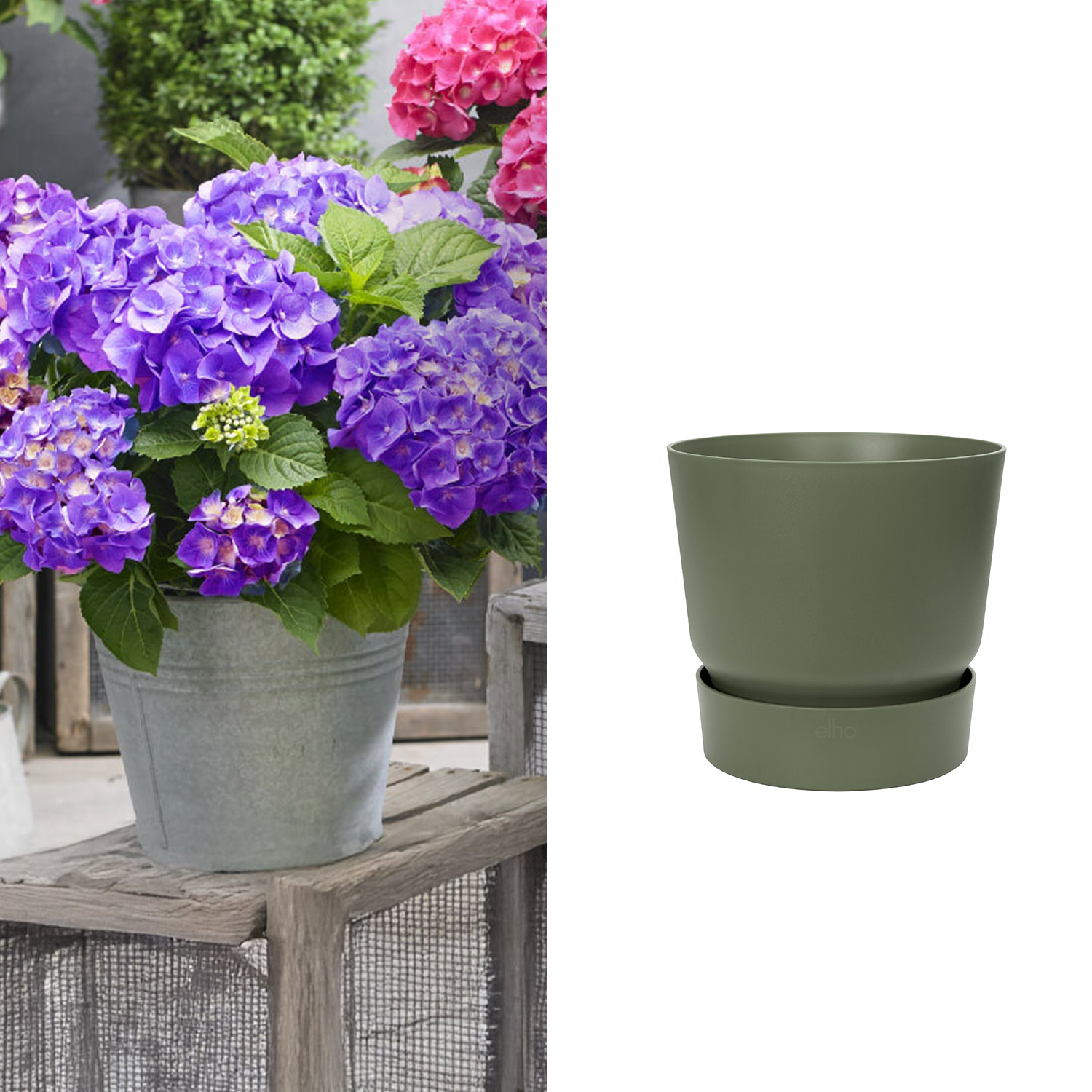 Zwerg-Hortensie 'Little Purple®' mit Topf grün ohne Erde Zwerg-Hortensie 'Little Purple®' mit Topf grün ohne Erde