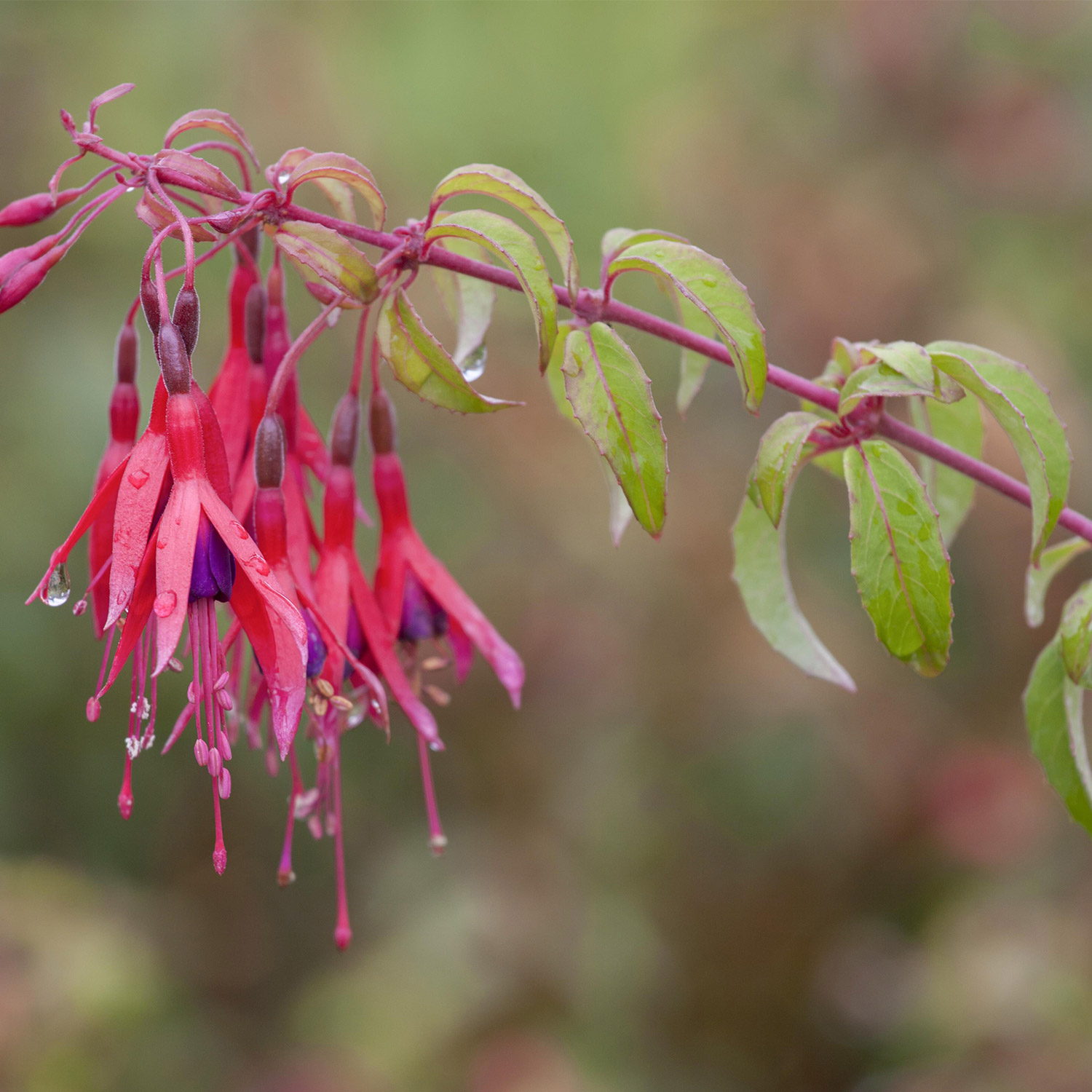 Winterharte Garten-Fuchsie 'Tom Thumb'