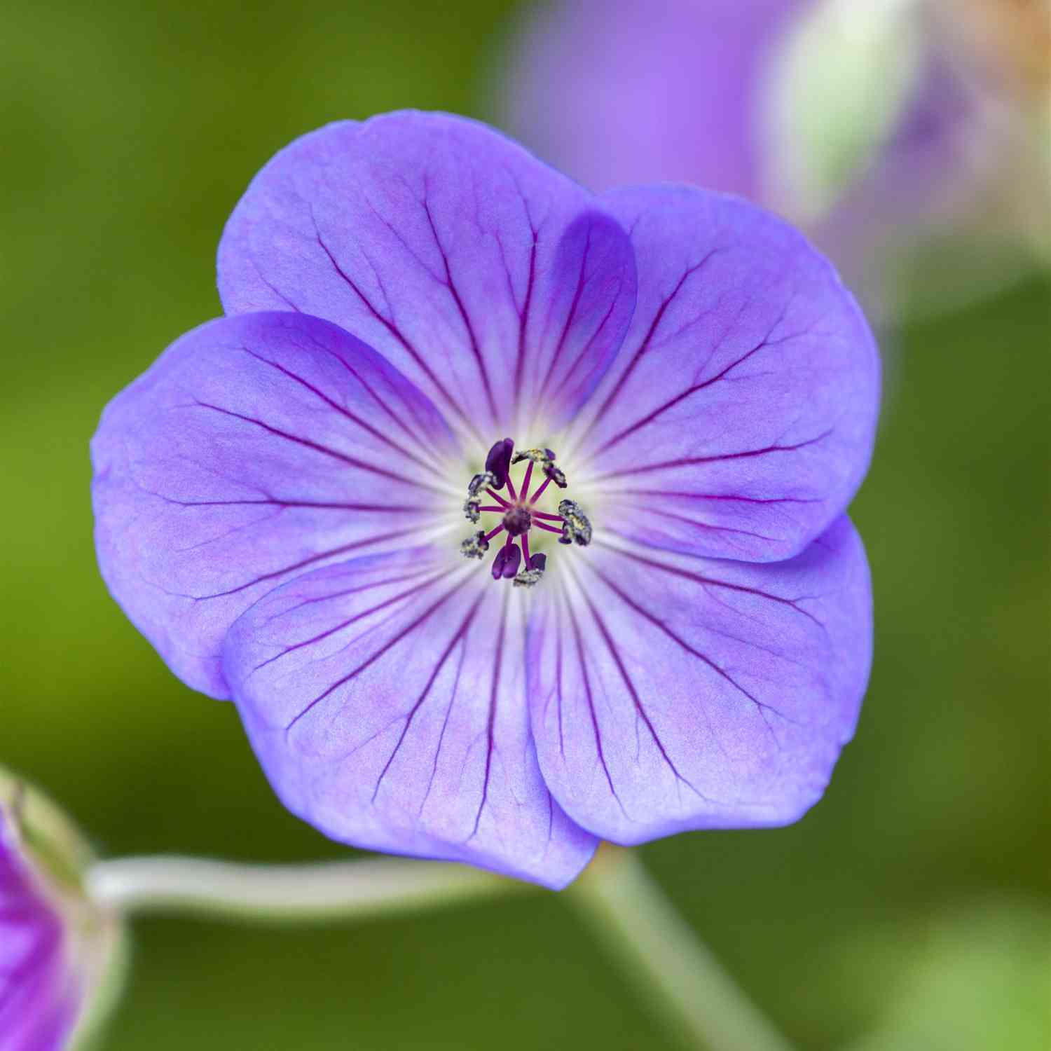Storchschnabel 'Rozanne®'